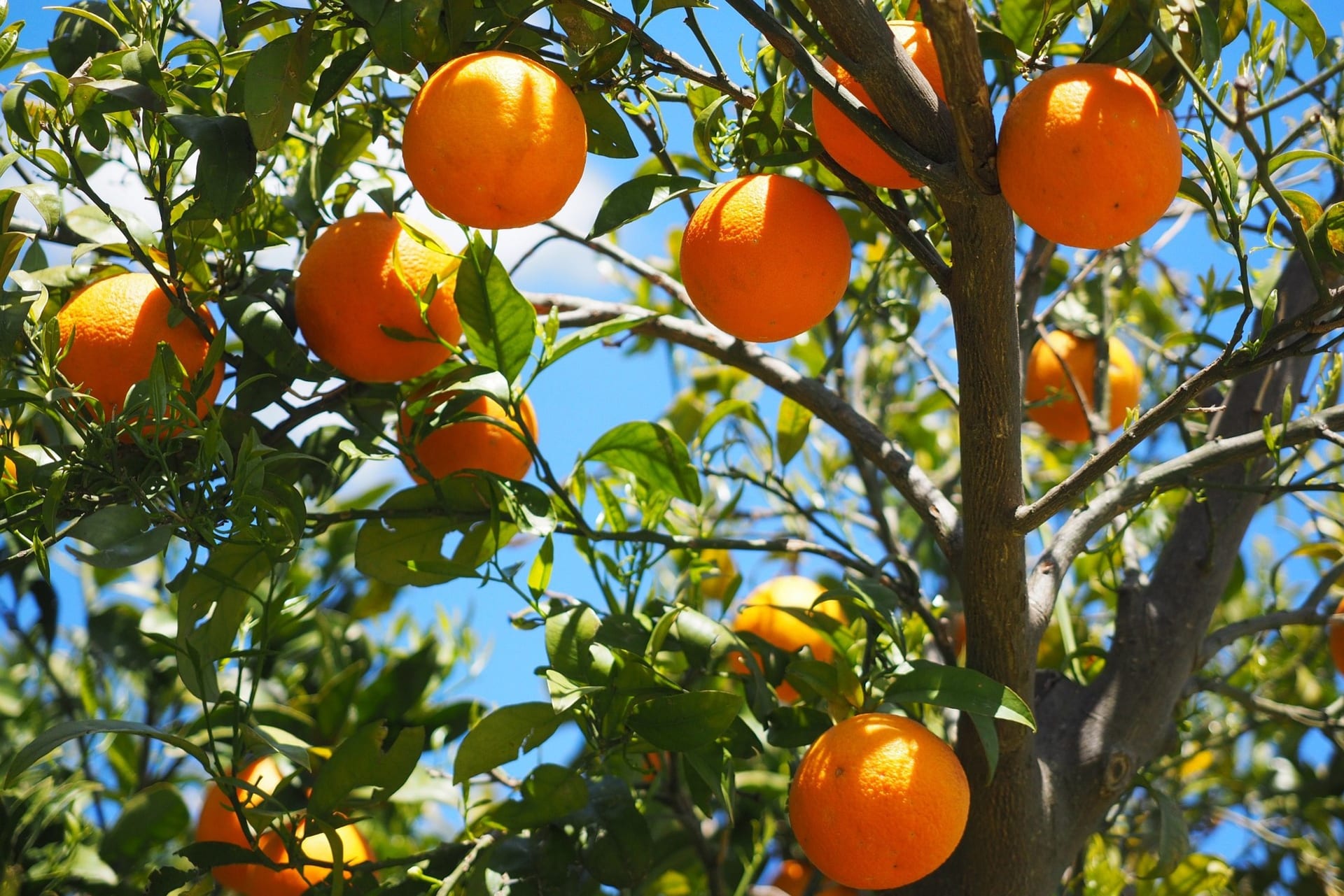 Pomarańcza to owoc chińskiego drzewa pomarańczowego (Citrus sinensis), który prawdopodobnie pochodzi z subtropikalnych regionów Chin i Wietnamu.