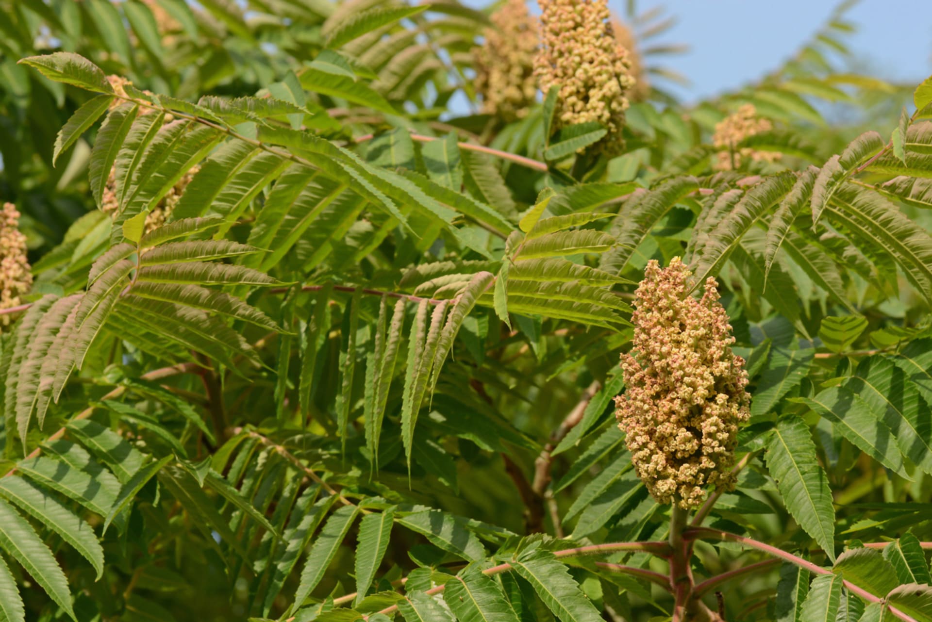 Sumak (Rhus typhina) 