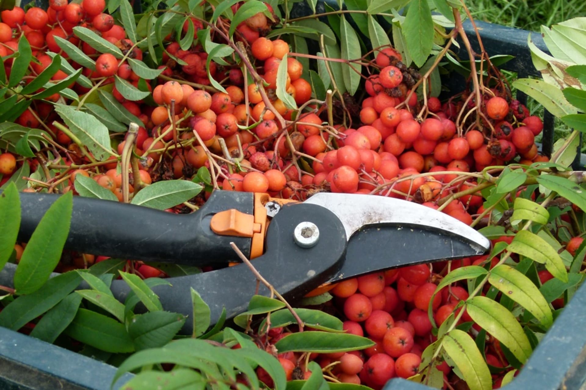 Sorbus aucuparia var