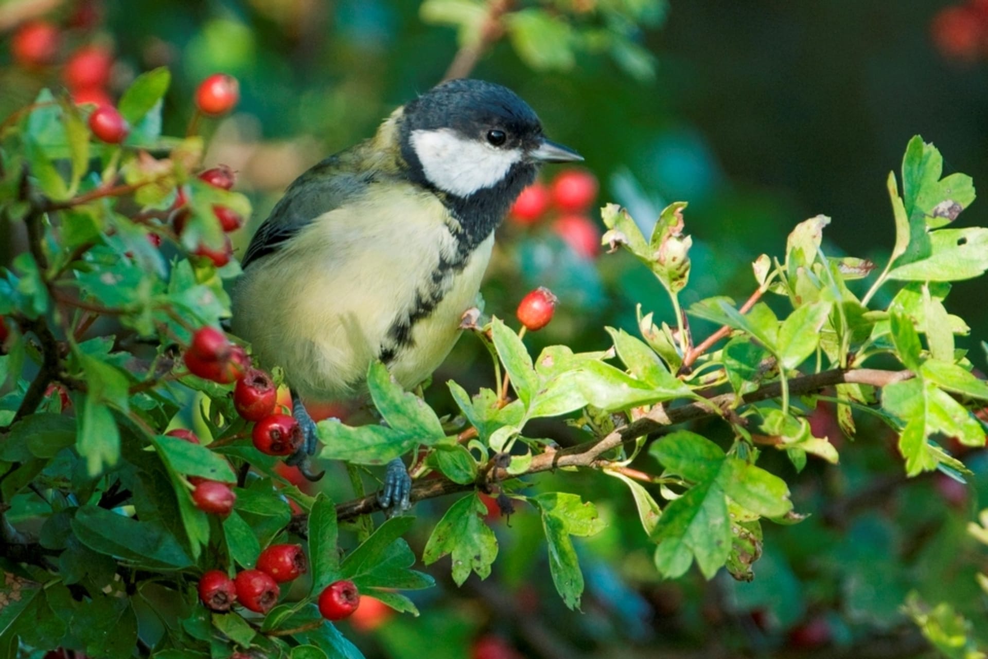 Głóg (Crataegus laevigata)