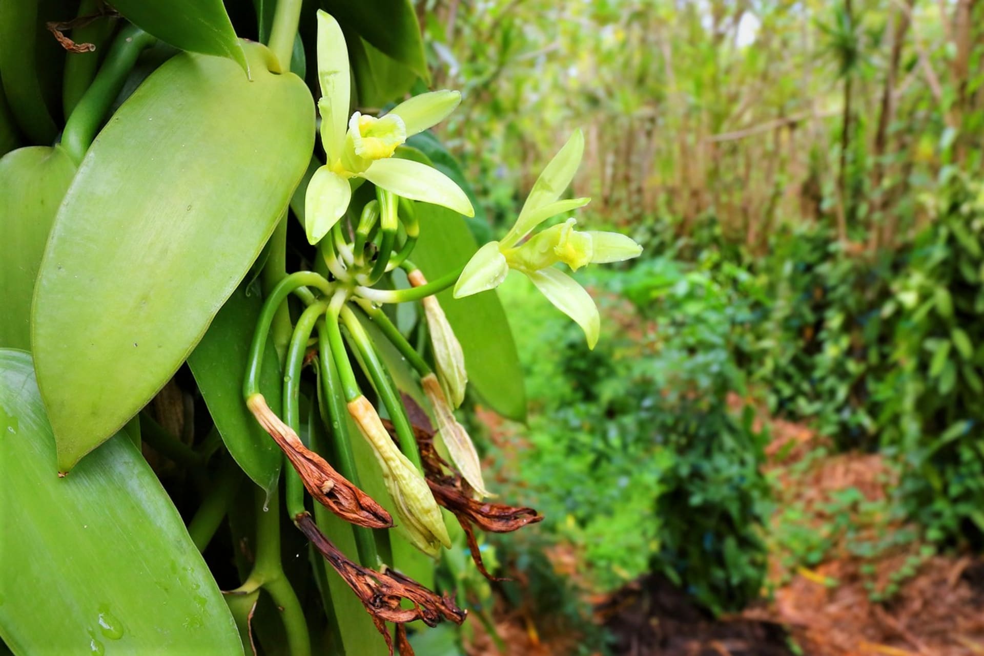 Prawdziwa wanilia (Vanilla planifolia) to tropikalna orchidea pnąca pochodząca z Meksyku. 