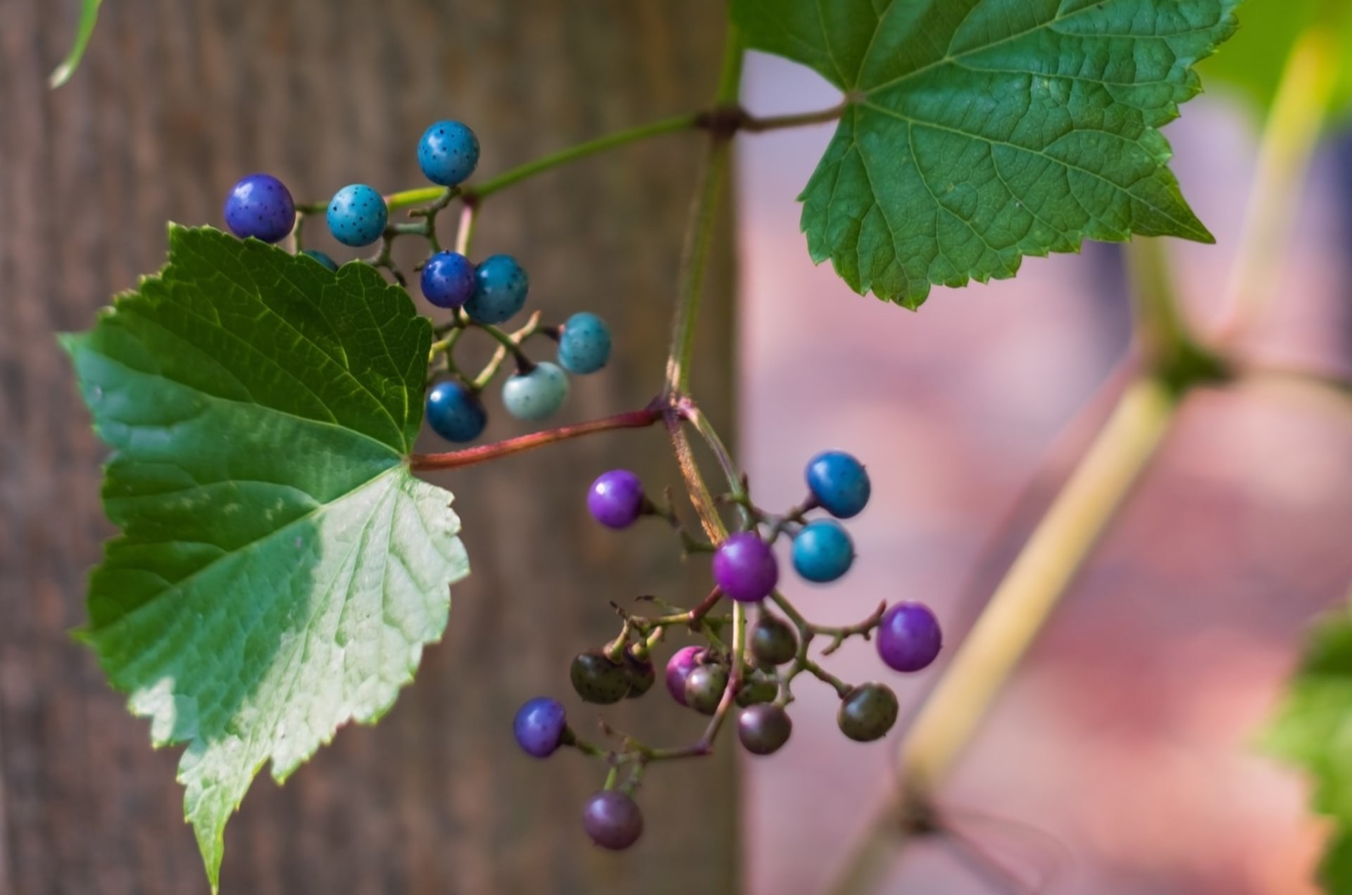 Ampelopsis gruczołowy (Ampelopsis gruczołowy)