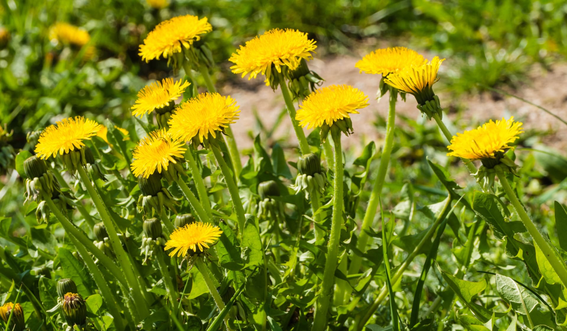 Mniszek lekarski (Taraxacum officinale) 