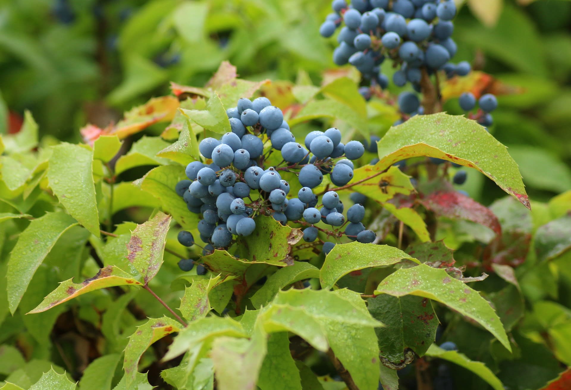 Mahonia aquifolium (Mahonia aquifolium)