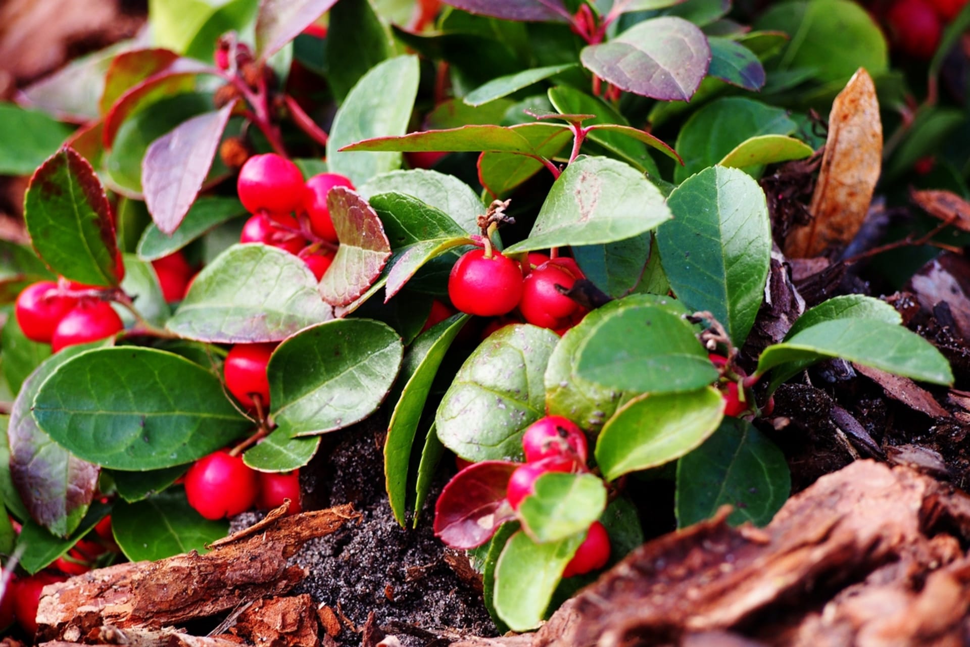 Gaultheria procumbens