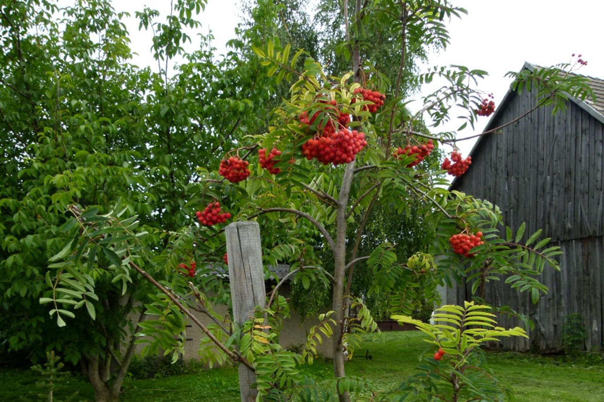 Sorbus aucuparia var