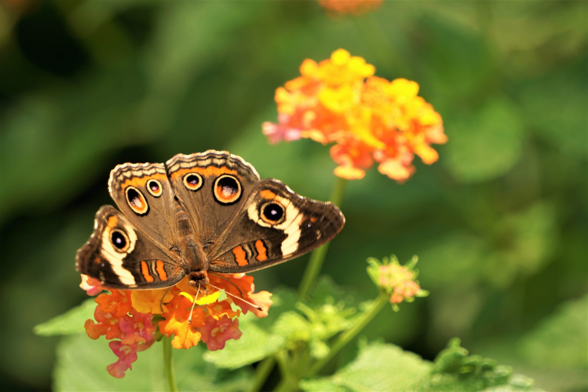 Lantana: Olśniewająca piękność, która zmienia kolory jak kameleon 5