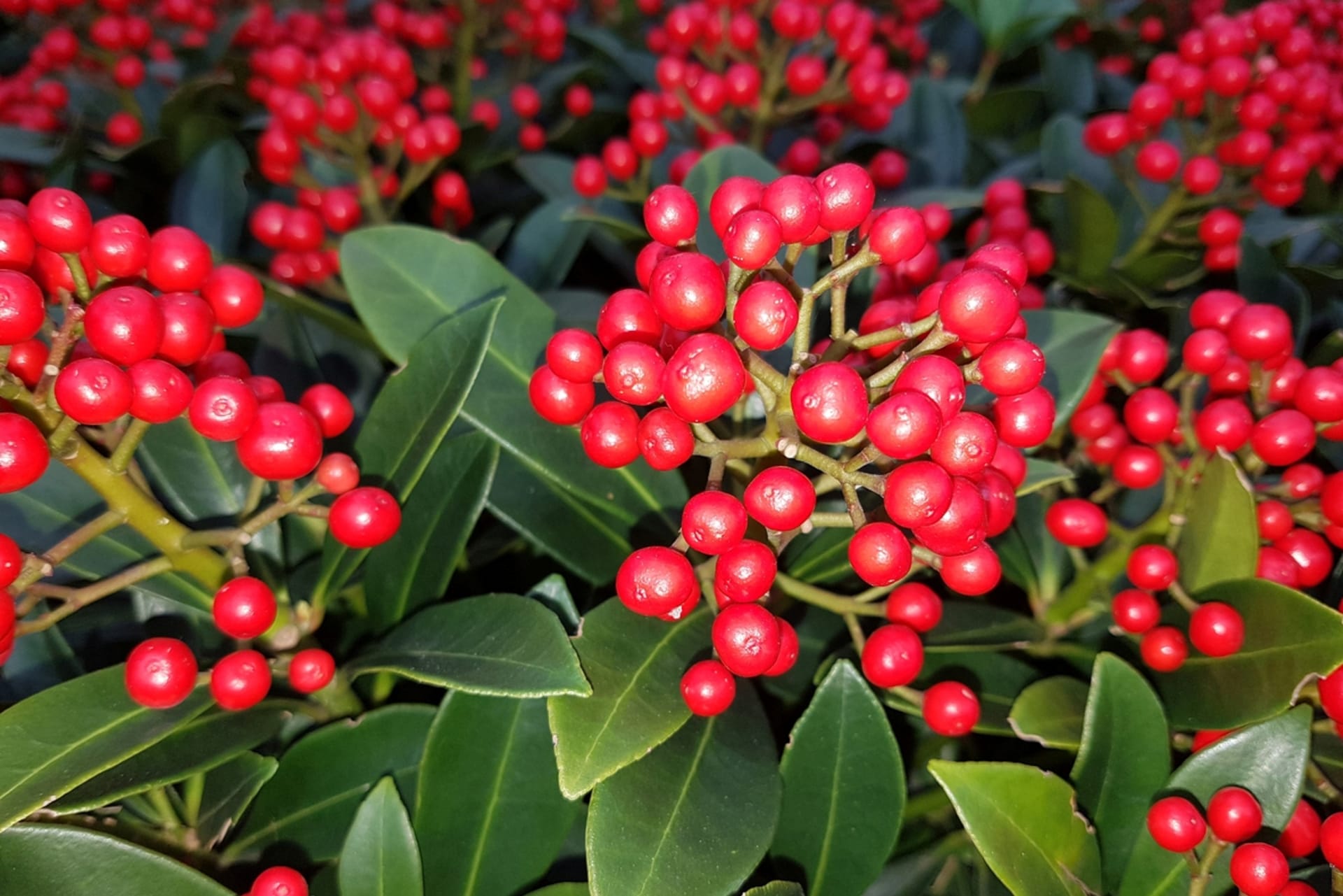 Skimmia japońska (Skimmia japonica)