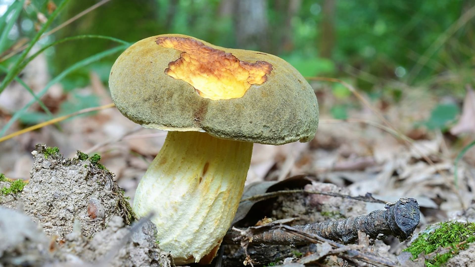 Borowik (Boletus subtomentosus) jest prawdopodobnie najbardziej podobny kształtem i wielkością do borowika o żółtym miąższu, zwanego popularnie borowikiem, borowikiem skórzanym lub borowikiem aksamitnym.