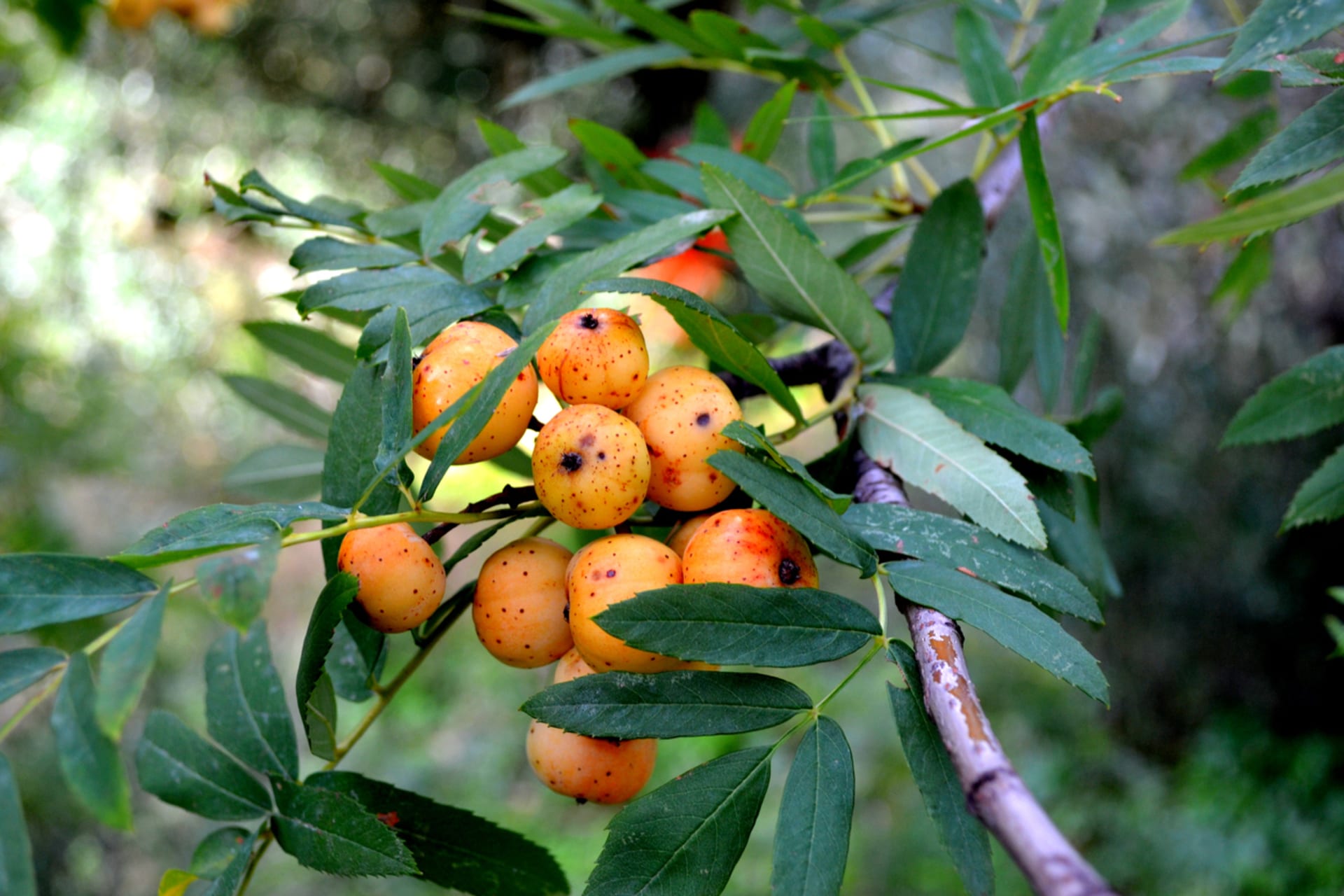 Sorbus domowy