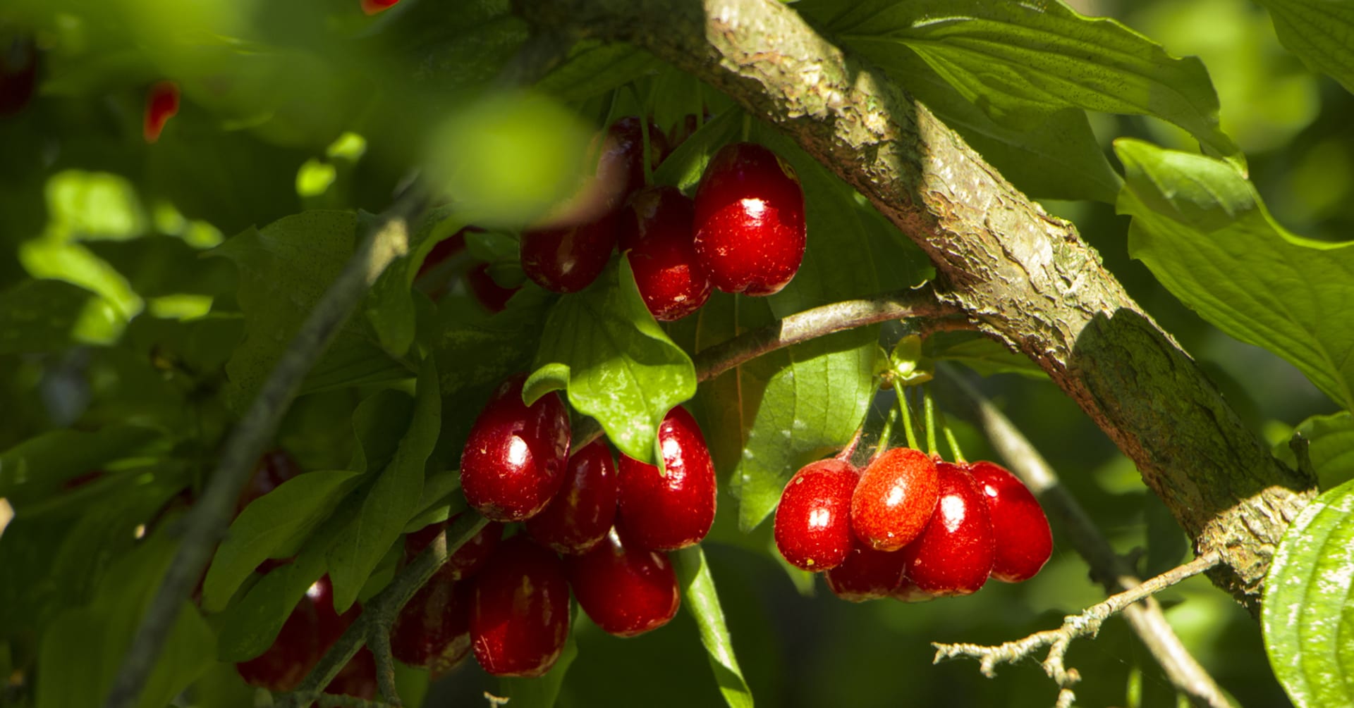 Dereń (Cornus mas)