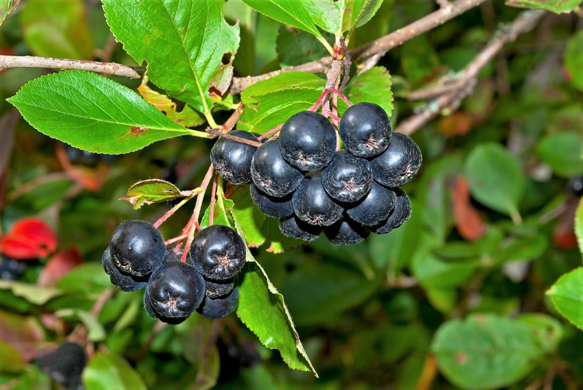 Aronia, czyli jarzębina czarna 