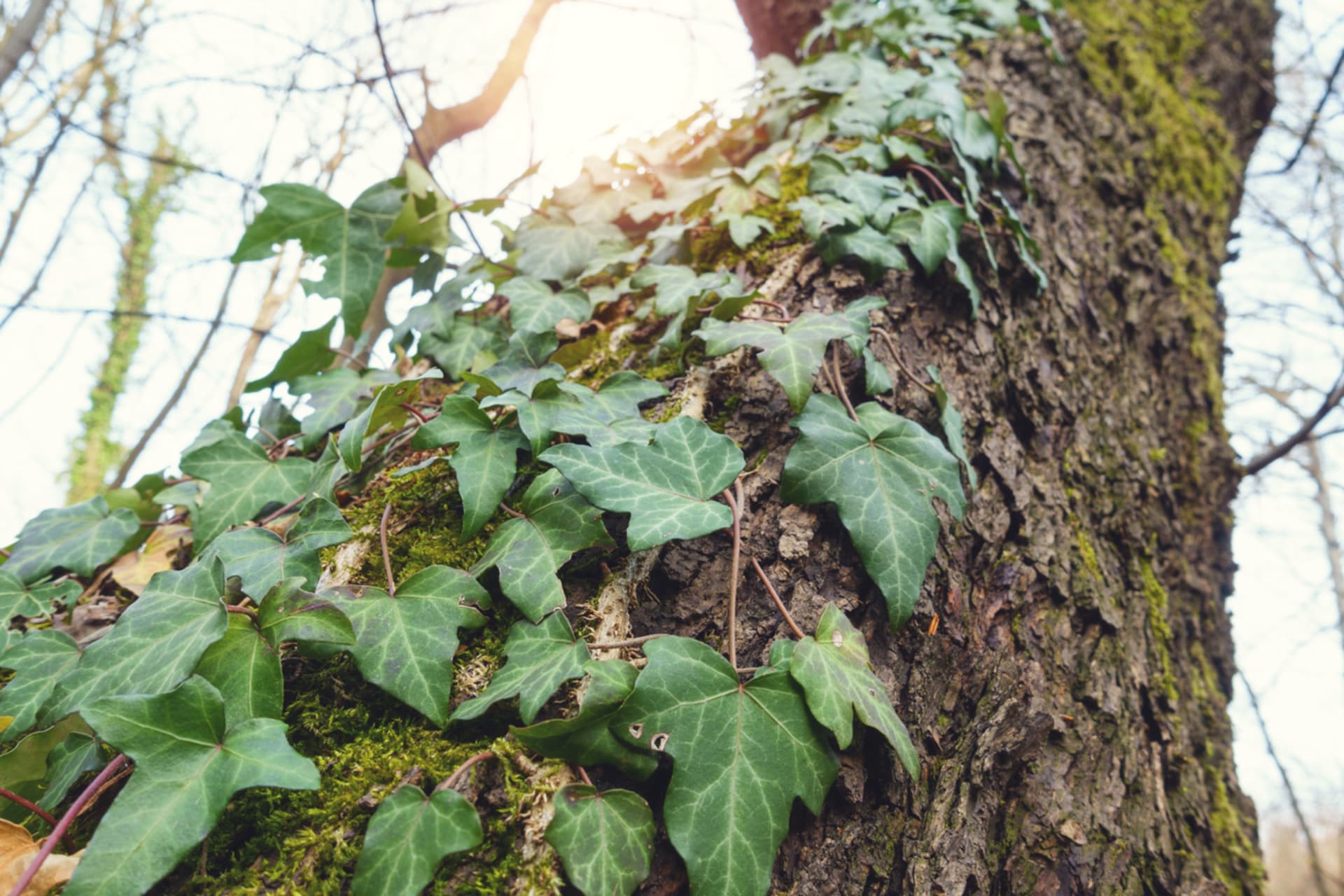 Bluszcz pnący (Hedera helix) 