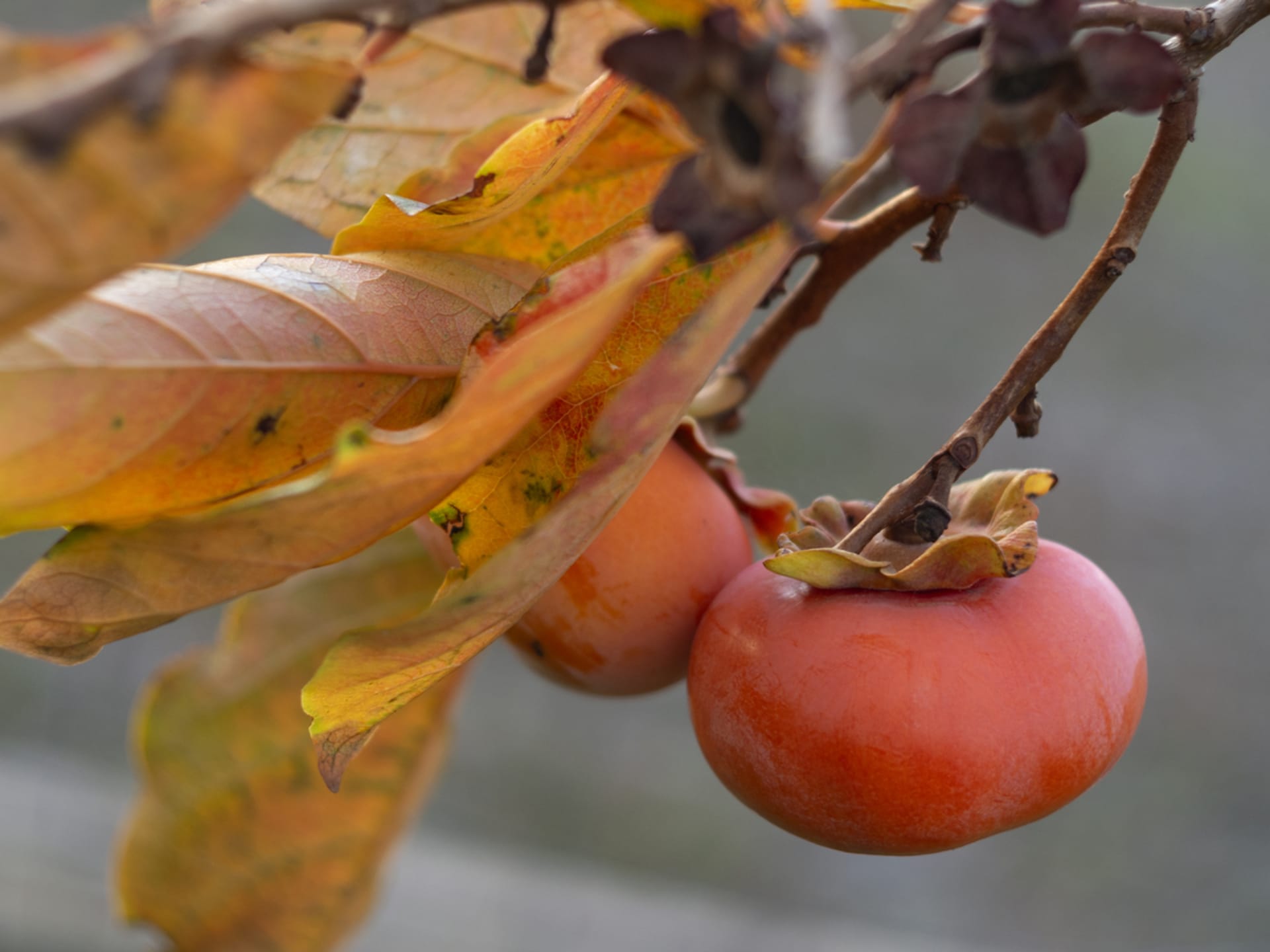 Persymona (Diospyros kaki)