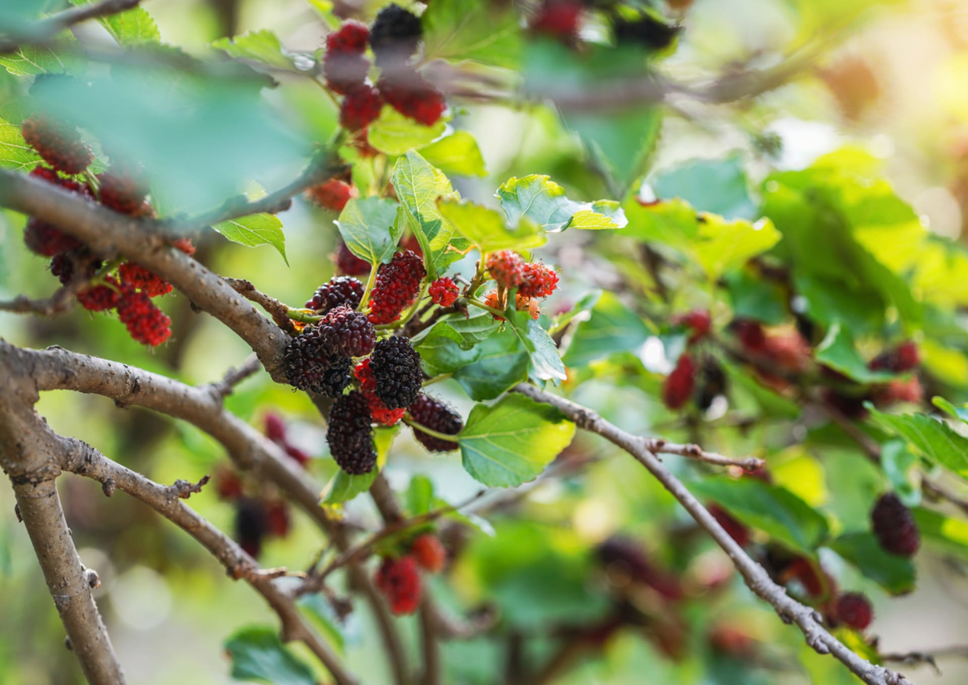 Morwa czarna (Morus nigra)