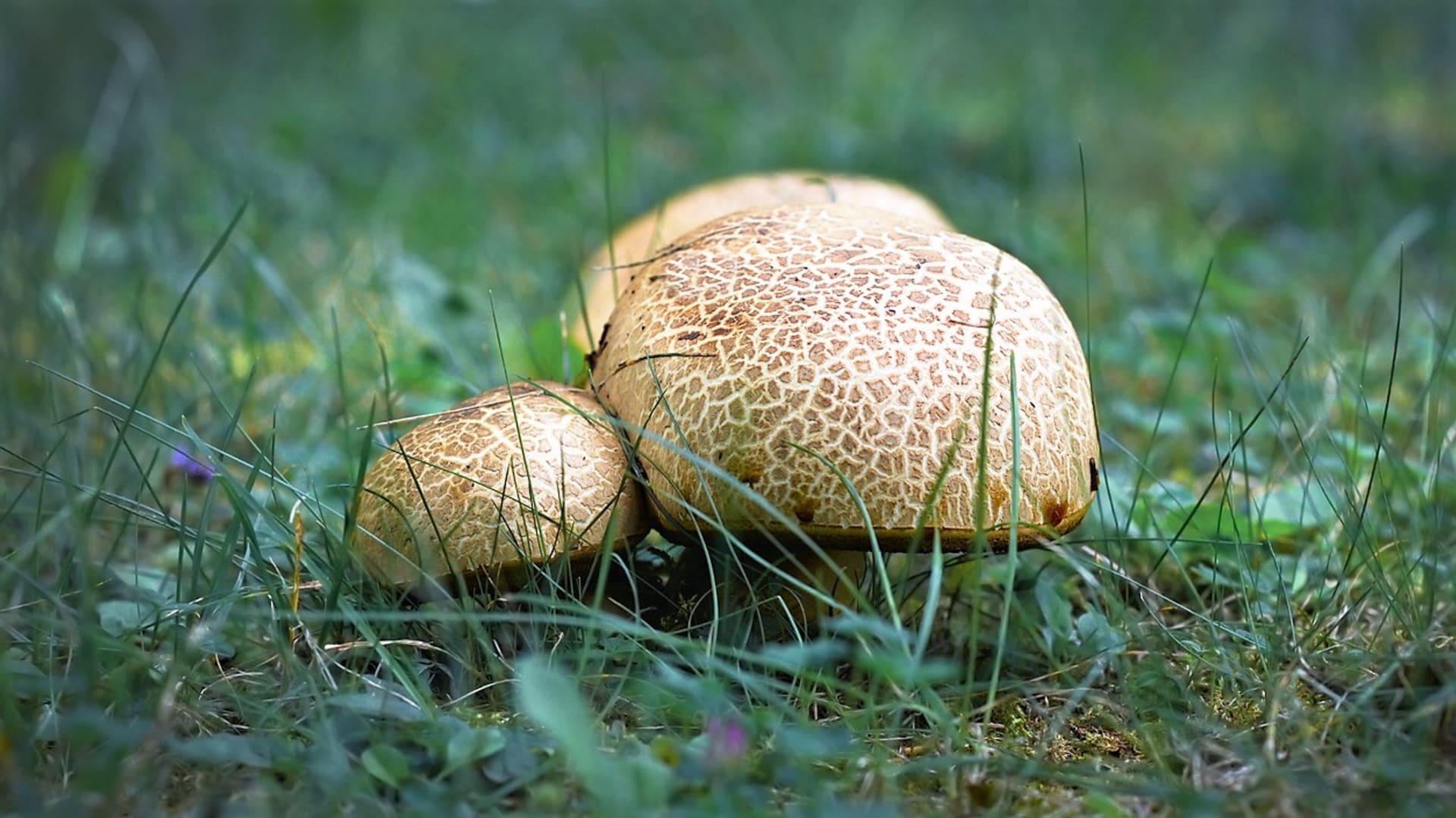 Grzyb o żółtym miąższu (Xerocomus chrysenteron) oprócz najbardziej znanej nazwy ludowej babka ma wiele innych nazw regionalnych, takich jak grzyb maślany, maślanka, podlipník, židák, honzík, kačenka, pluszowy, aksamitny itp. 