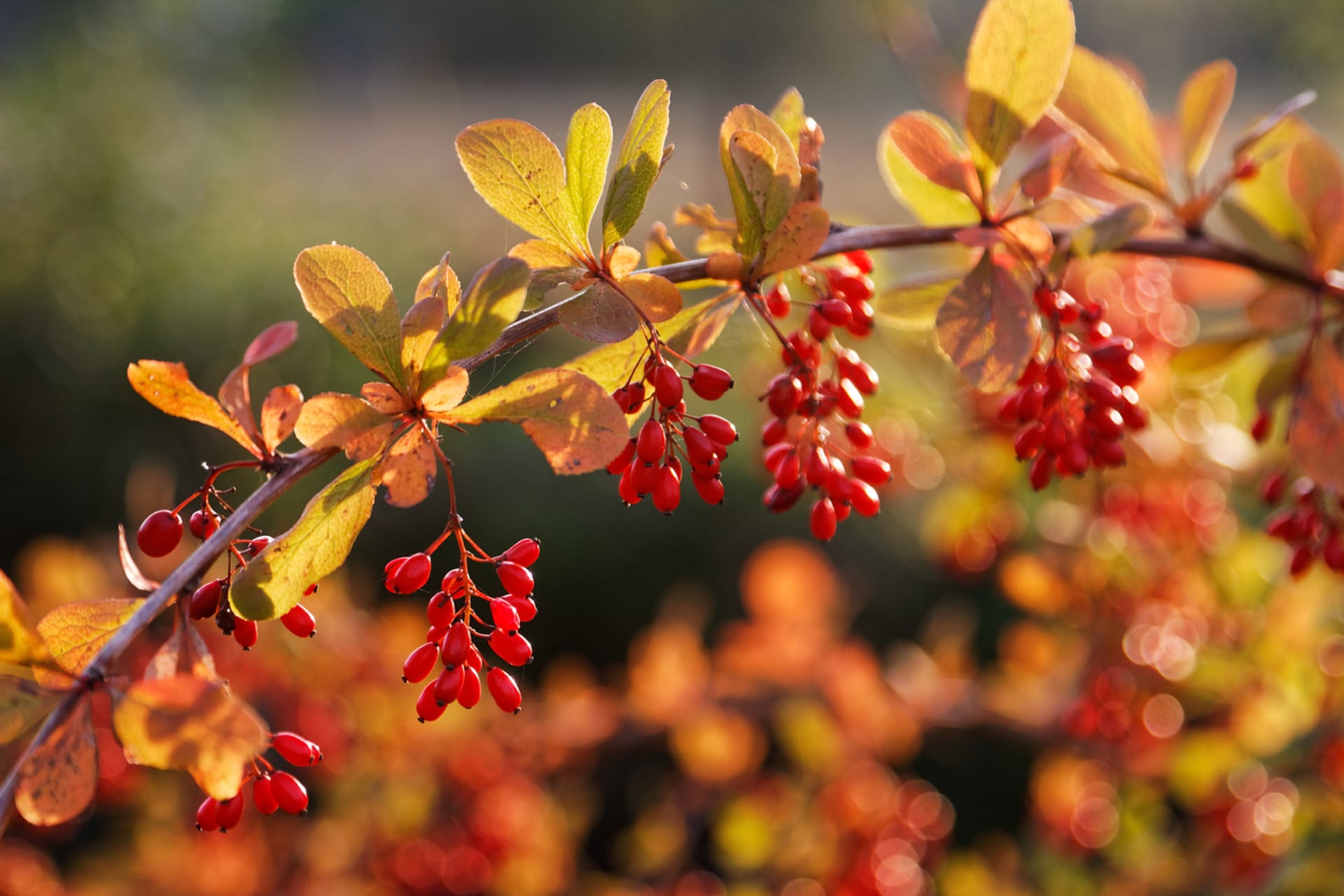 Berberys (Berberis)