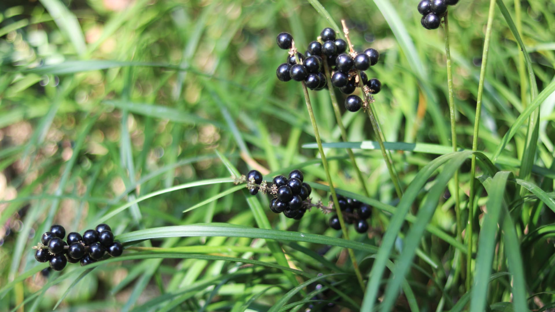 Muscari Liriopa 