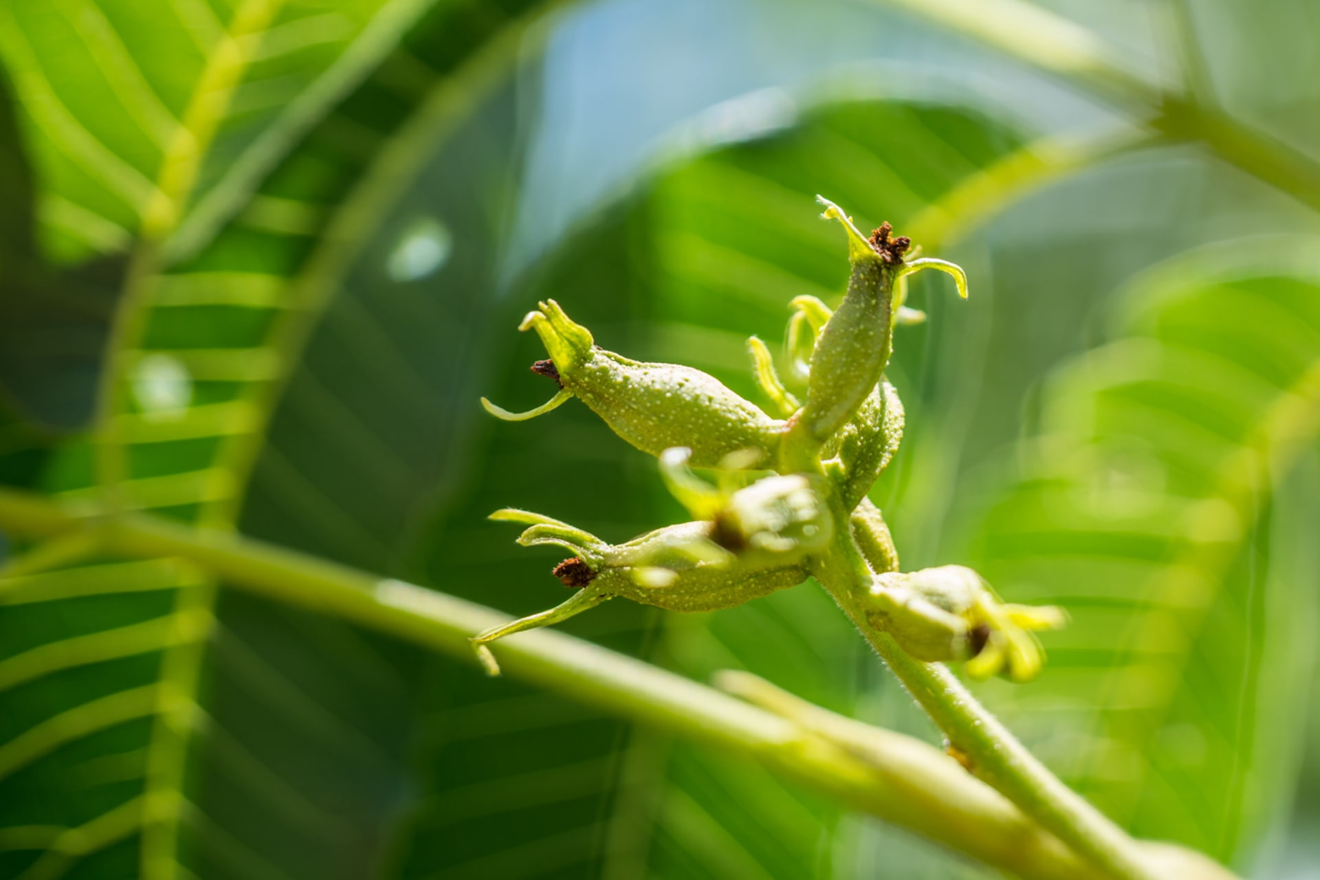 Carya illinoinensis (Carya illinoinensis)