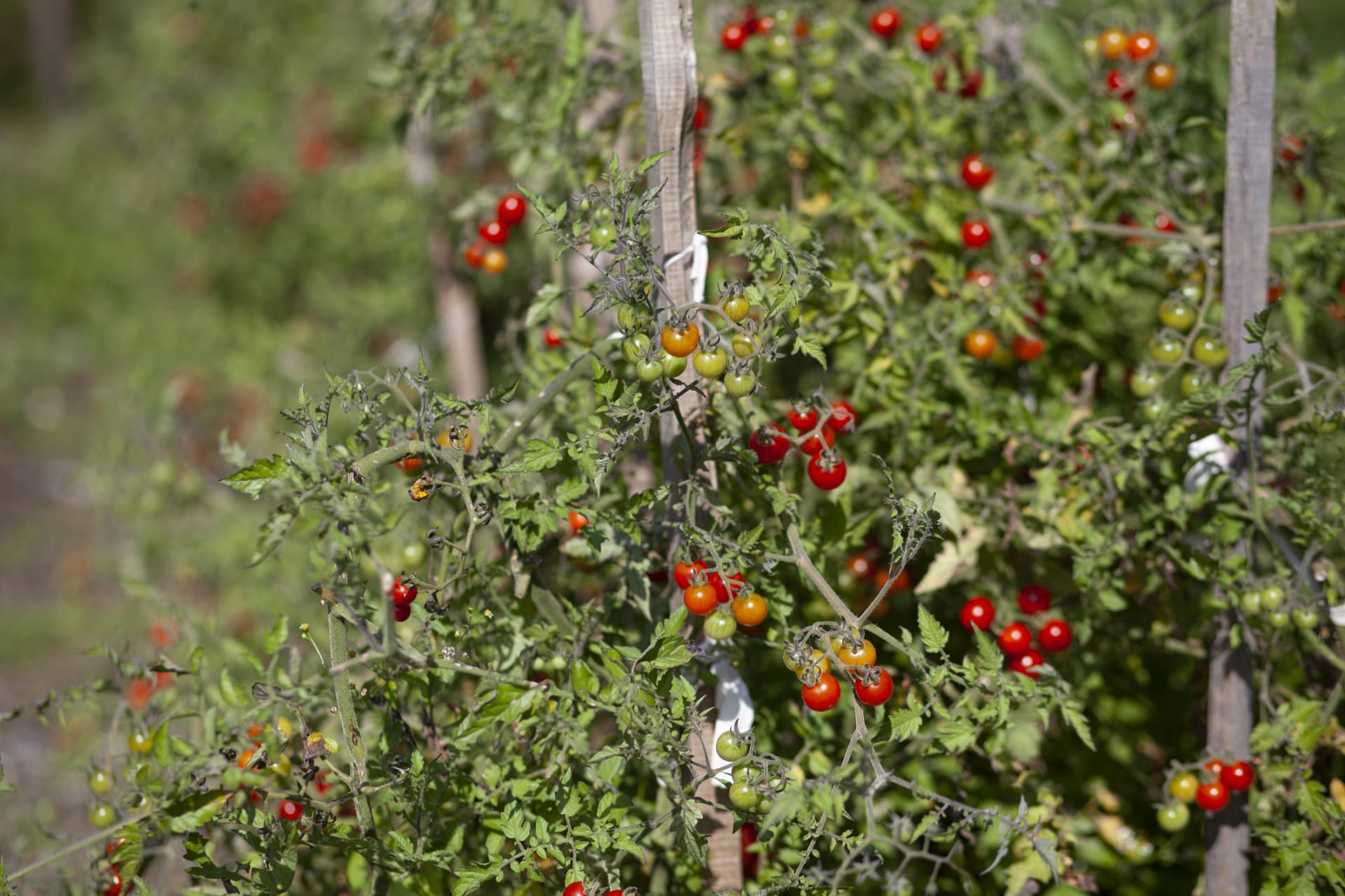 Dziki pomidor (Solanum pimpinellifolium) 