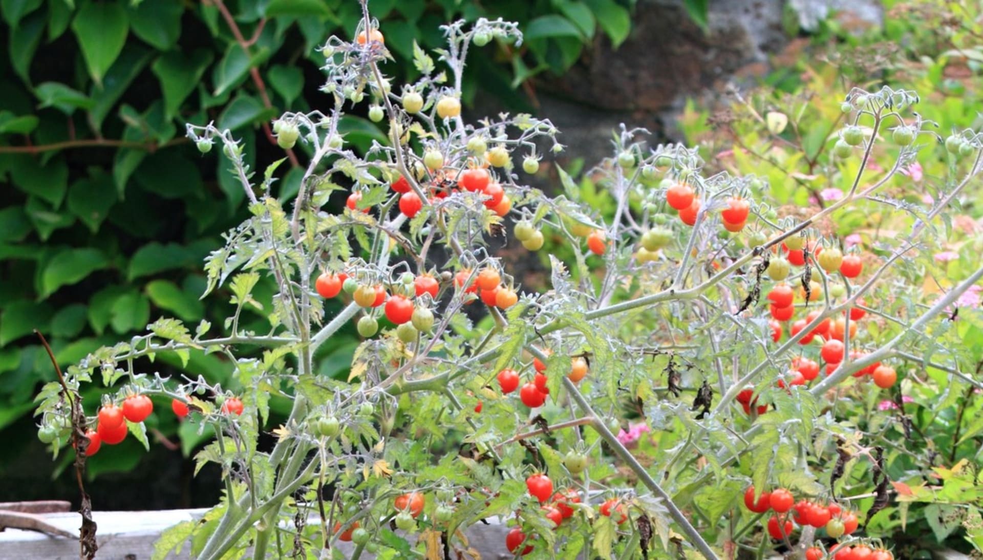 Dziki pomidor (Solanum pimpinellifolium) 