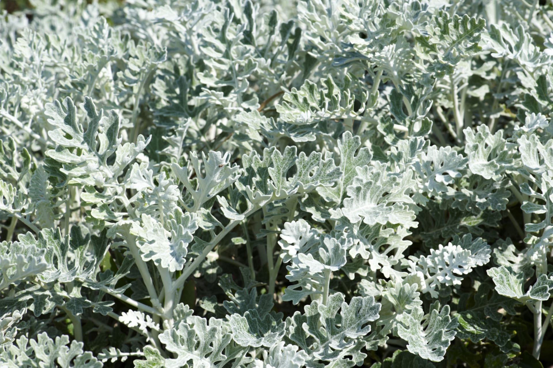 Senecio cyneraria