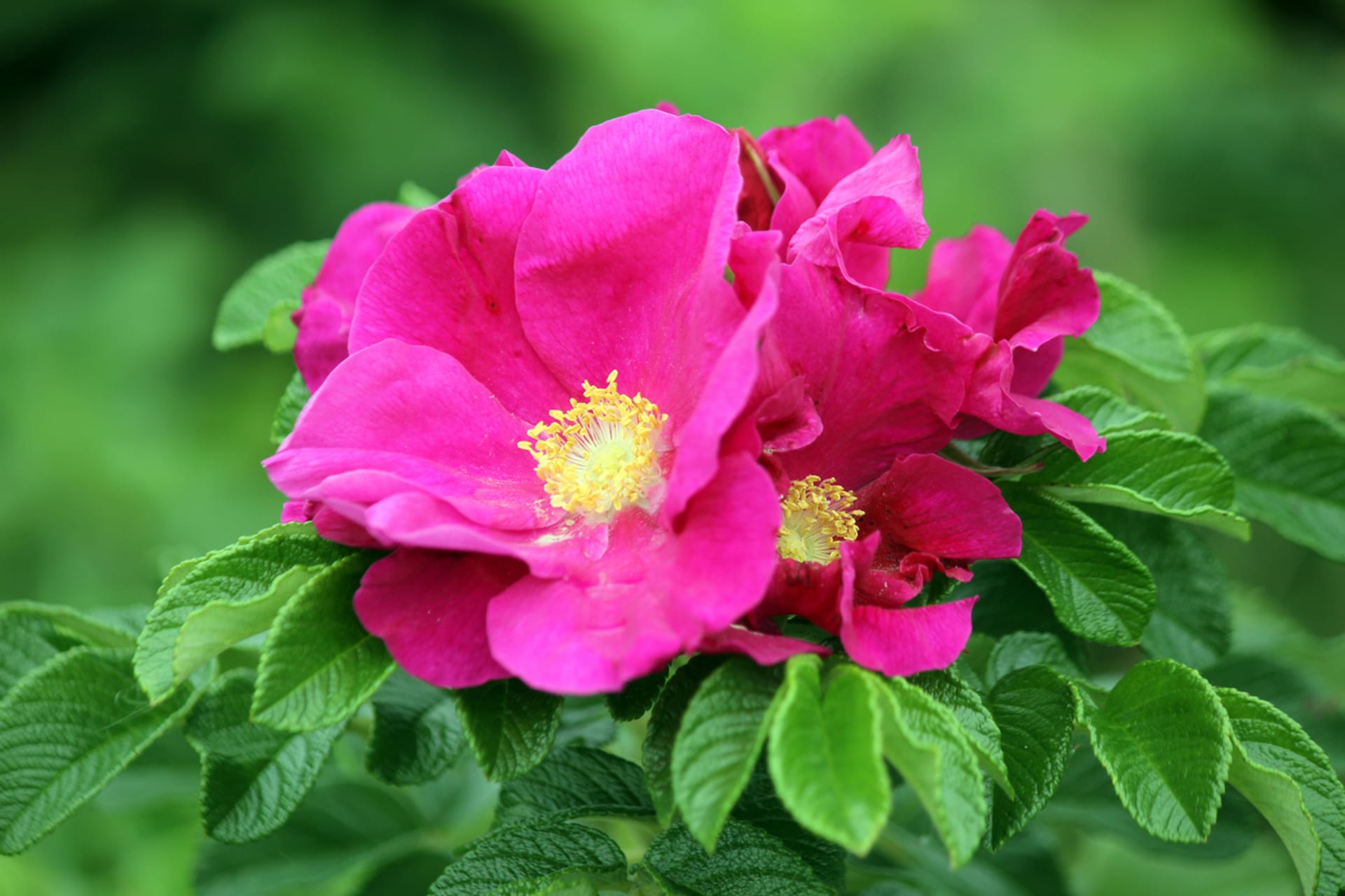 Pomarszczona róża (Rosa rugosa)