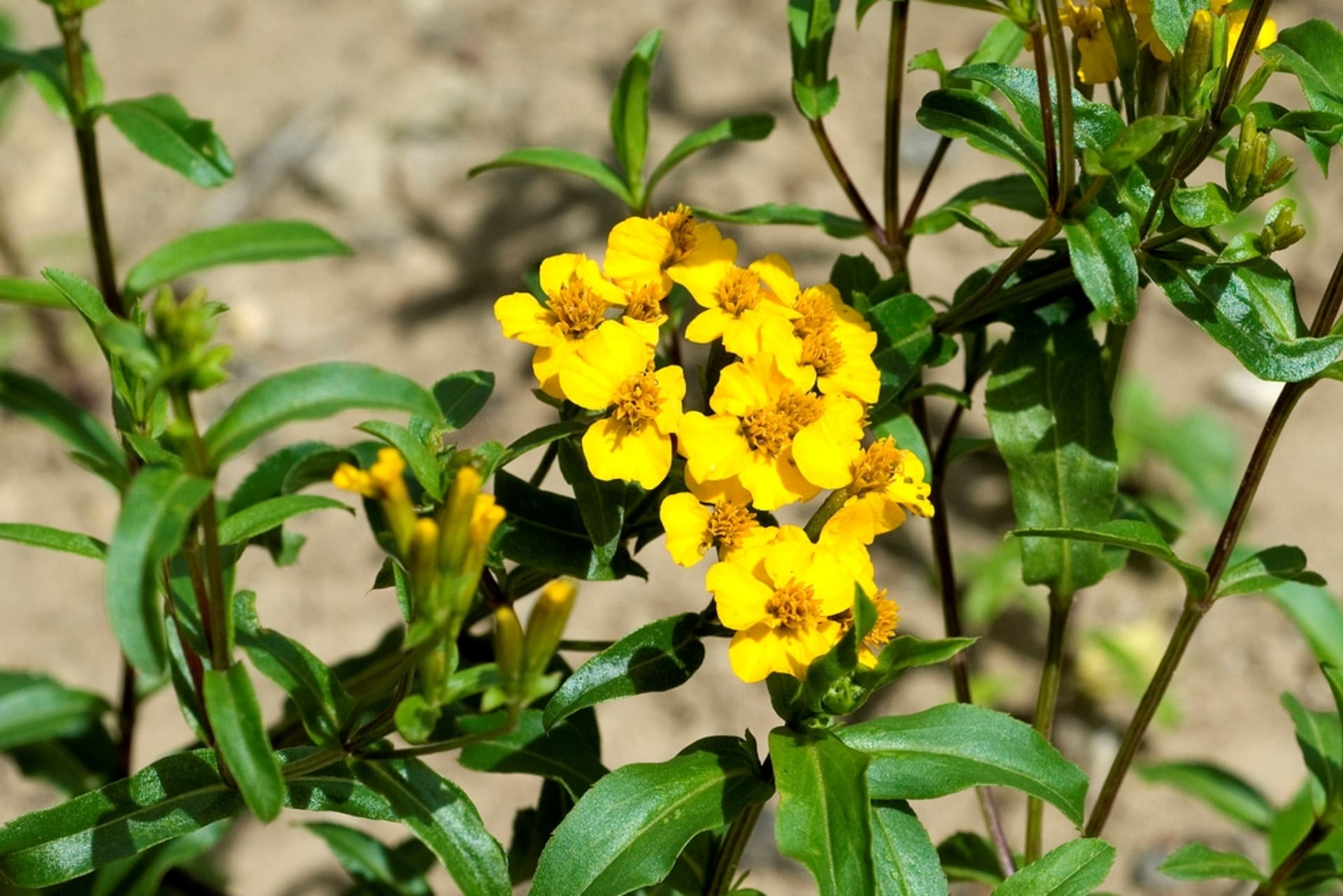 Afrykanin meksykański (Tagetes lucida)