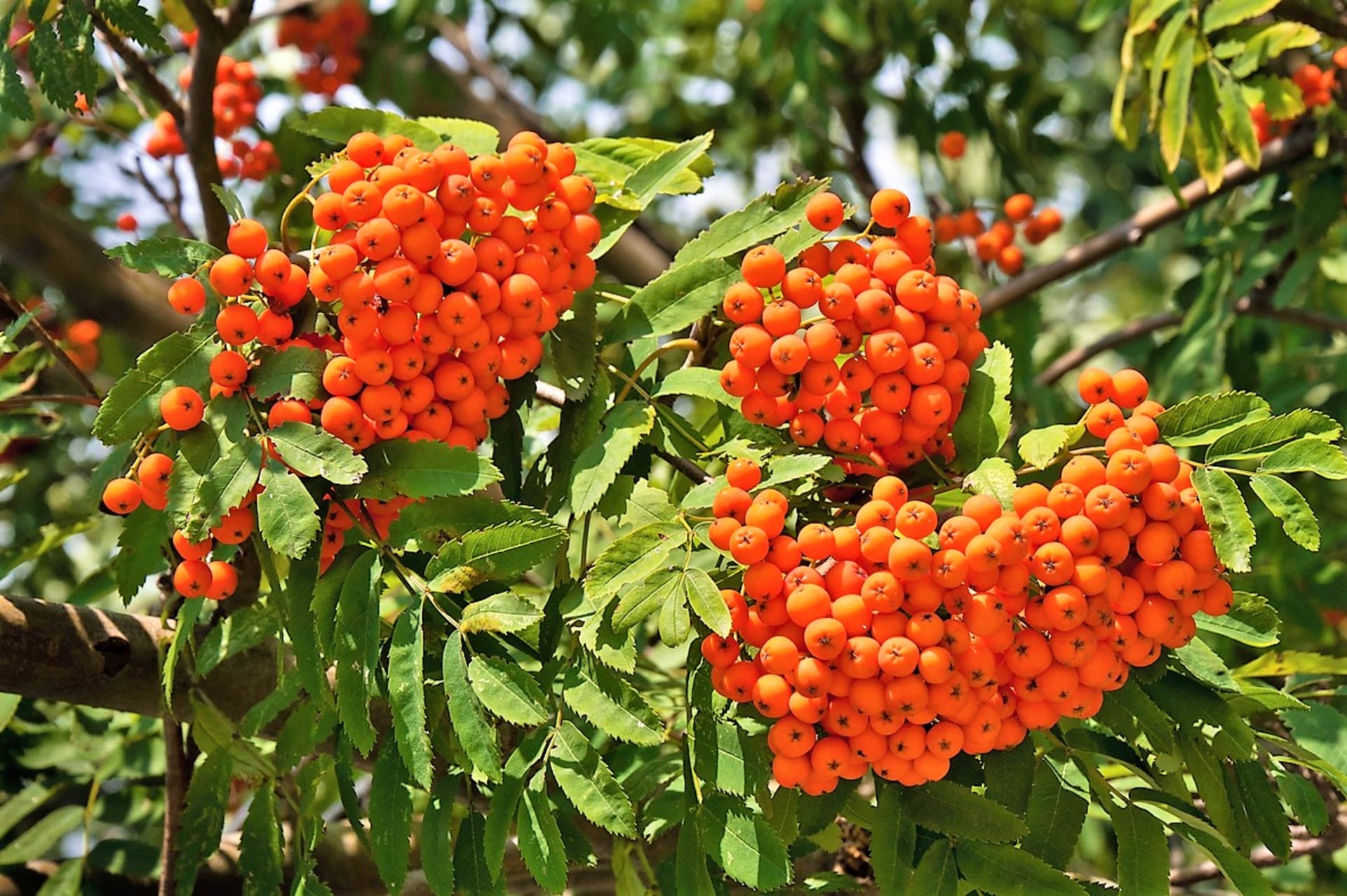   Jarzębina, czerwono-pomarańczowe owoce jarzębiny (Sorbus aucuparia) mają przyjemny zapach jabłek i gruszek, a ich smak jest gorzki i gorzki.