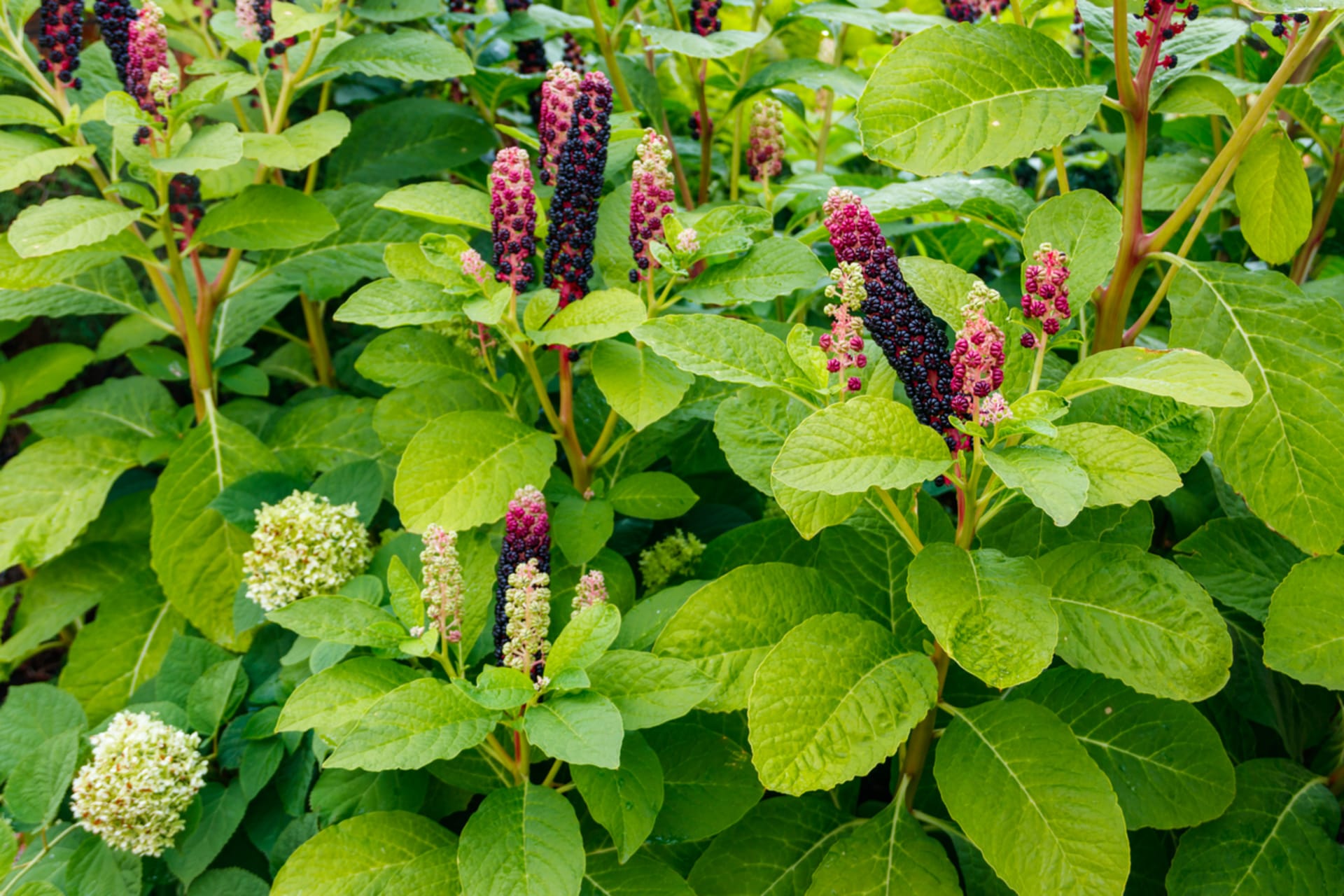 Jadalny makijaż (Phytolacca esculenta) 