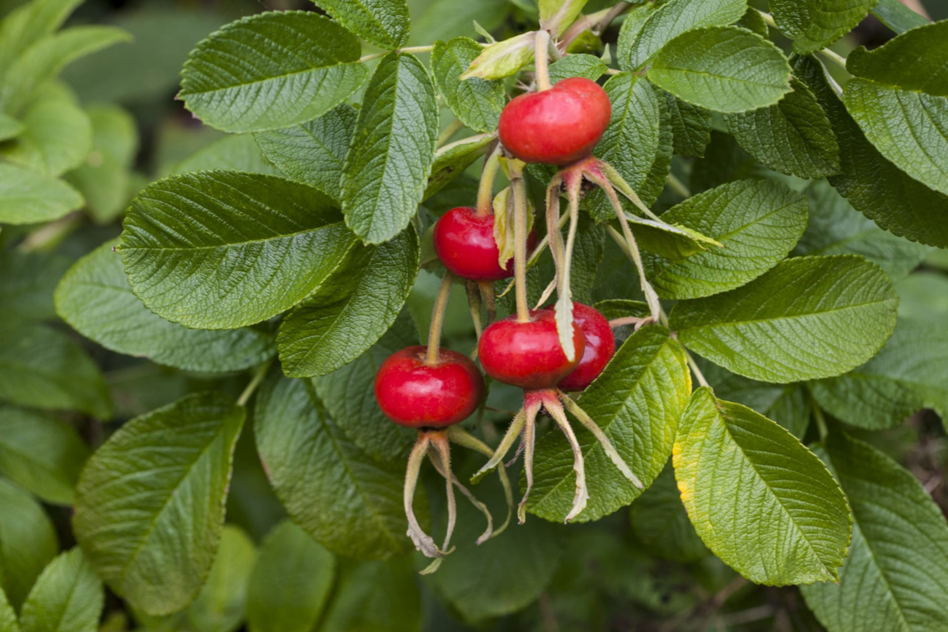 Strzały pomarszczonej róży (Rosa rugosa)