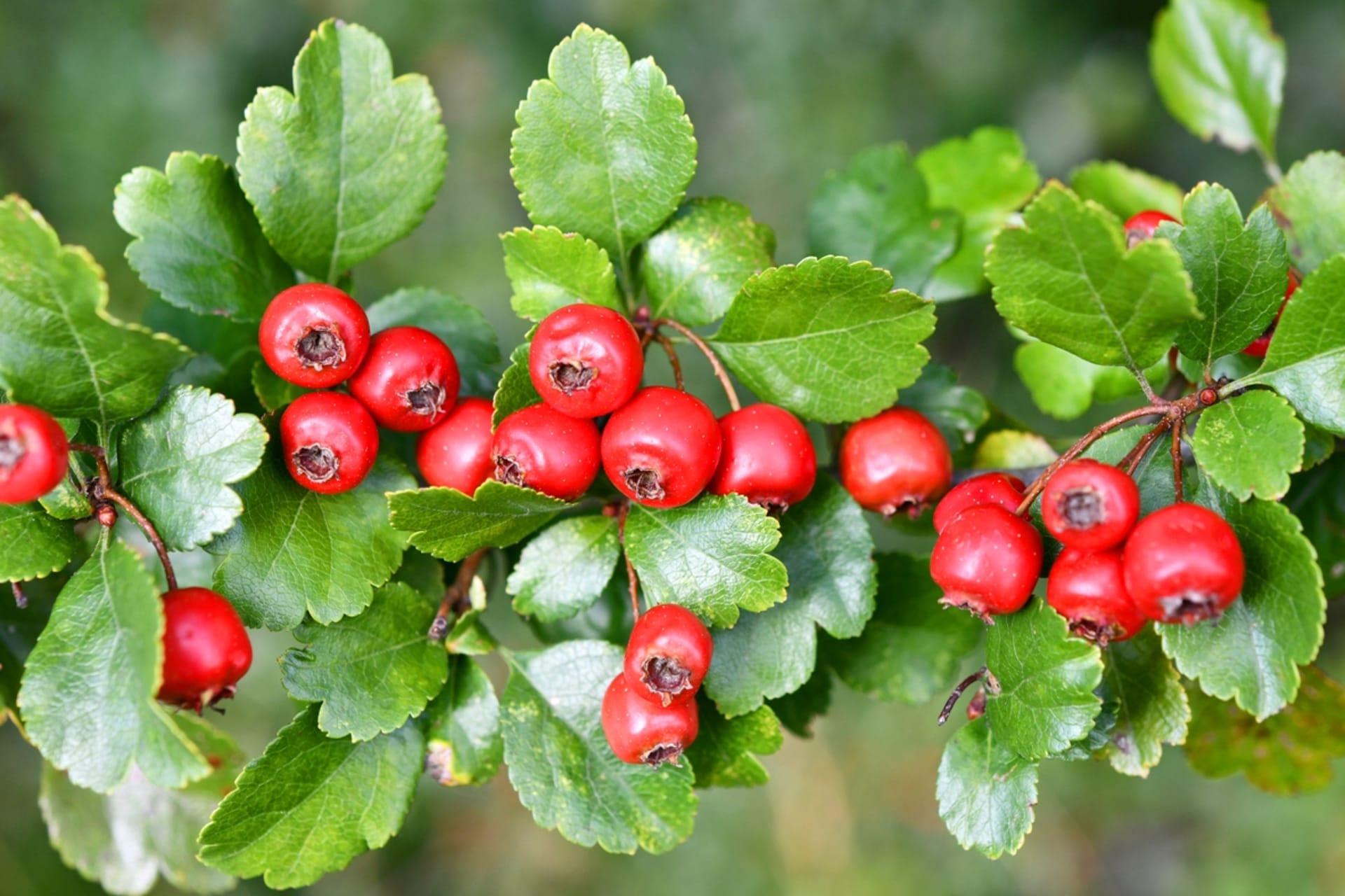 głóg pospolity (Crataegus laevigata)