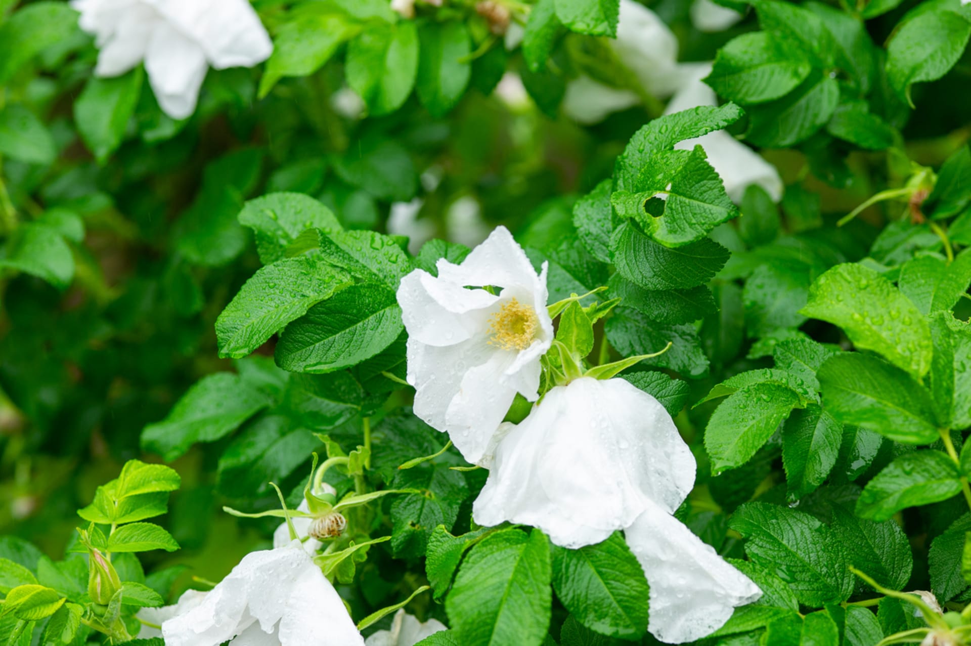 Pomarszczona róża (Rosa rugosa)