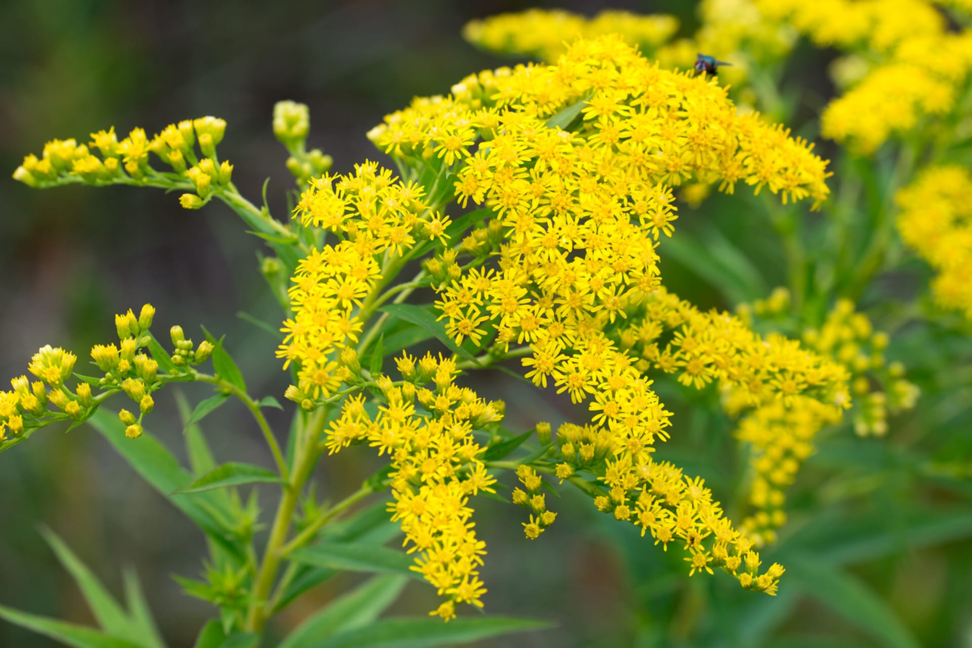 Nawłoć kanadyjska (Solidago canadensis)