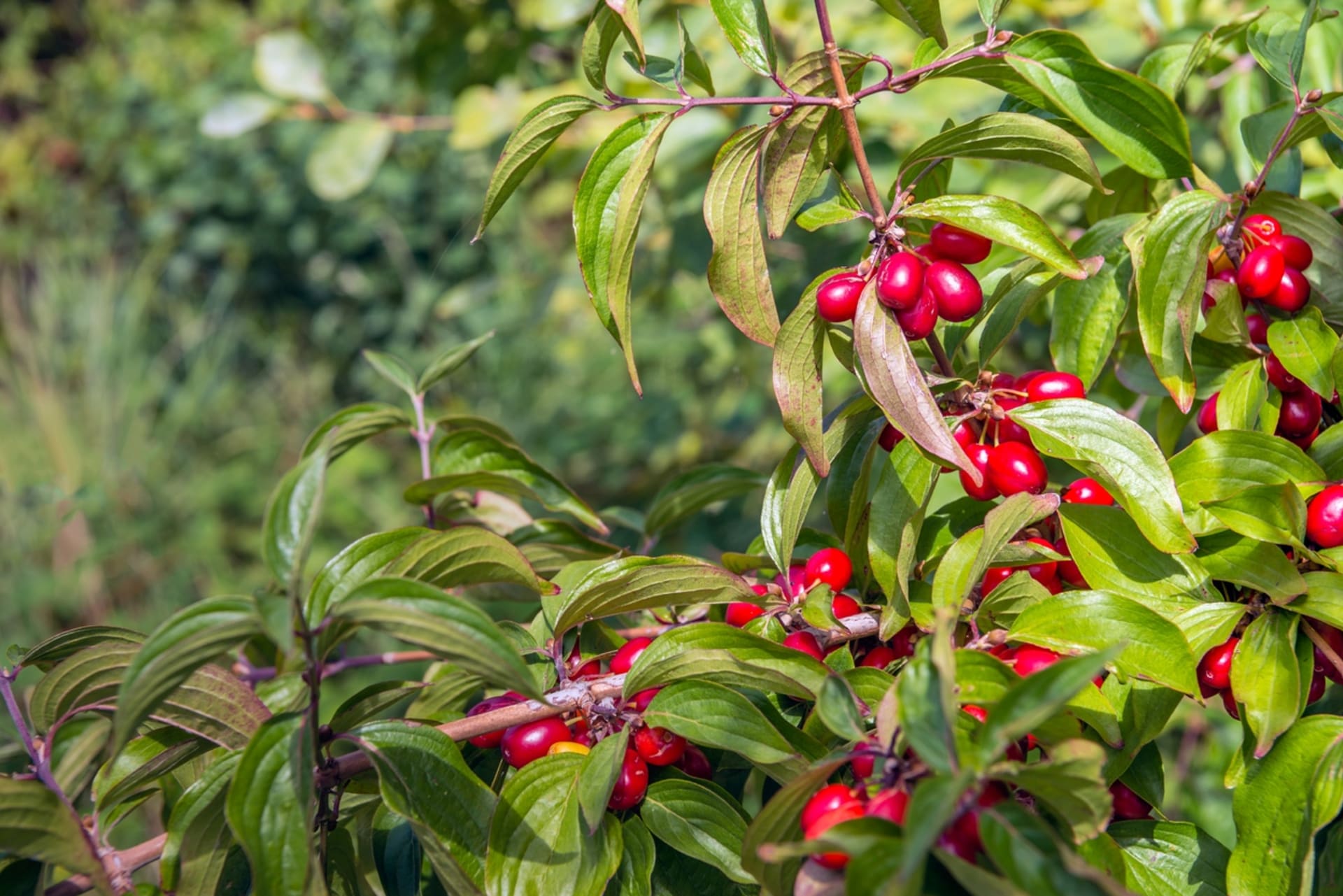 Dereń (Cornus mas)