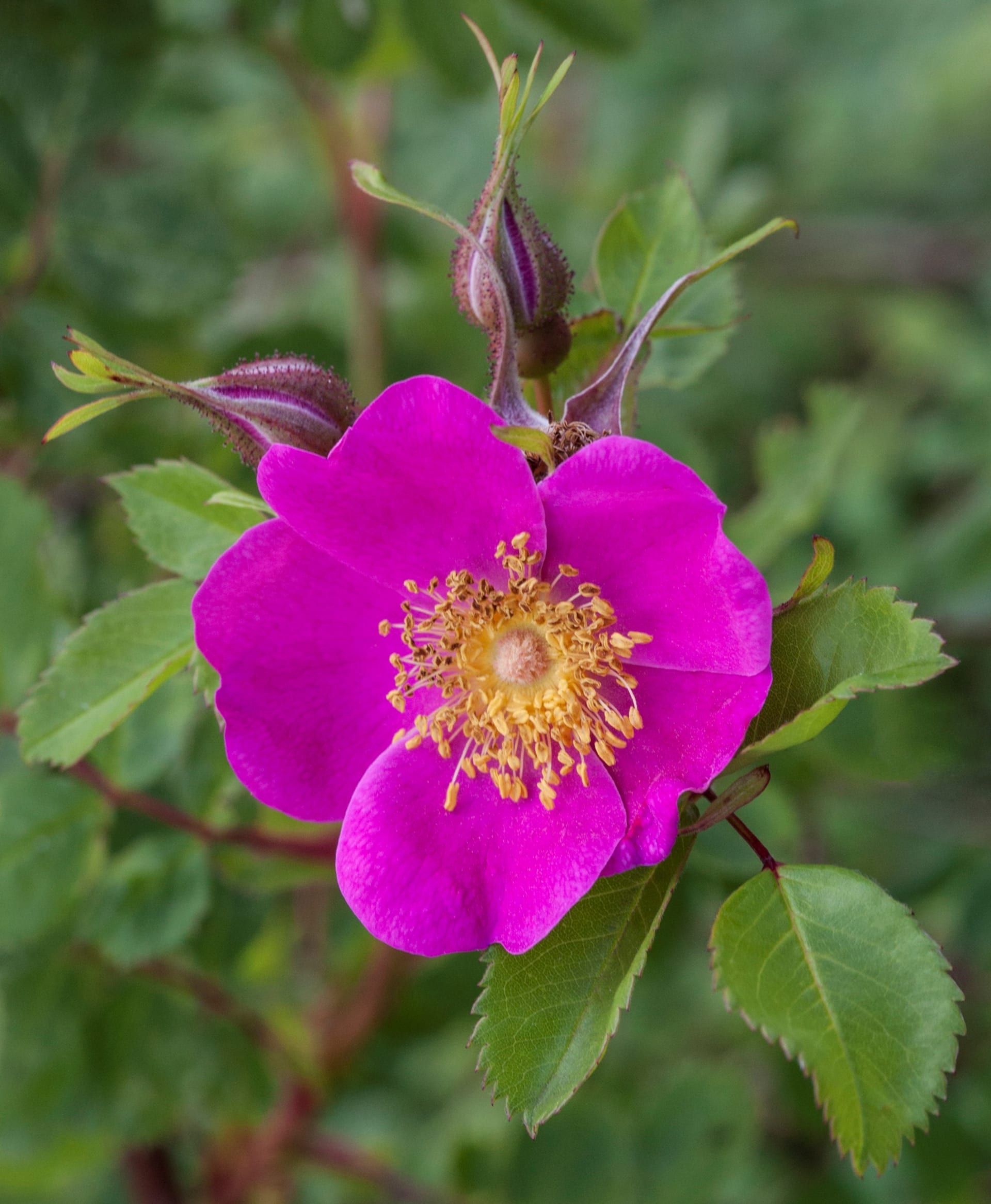 Róża (Rosa villosa, syn. Rosa pomifera)