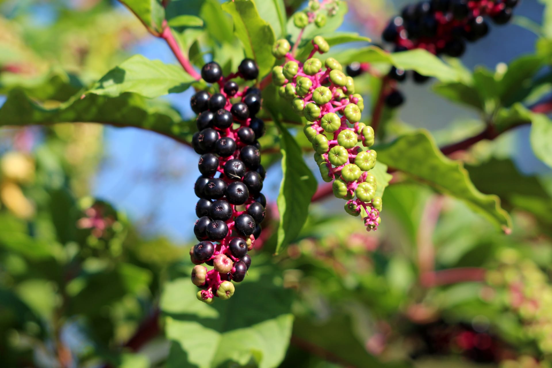 Phytolacca americana (Phytolacca americana)