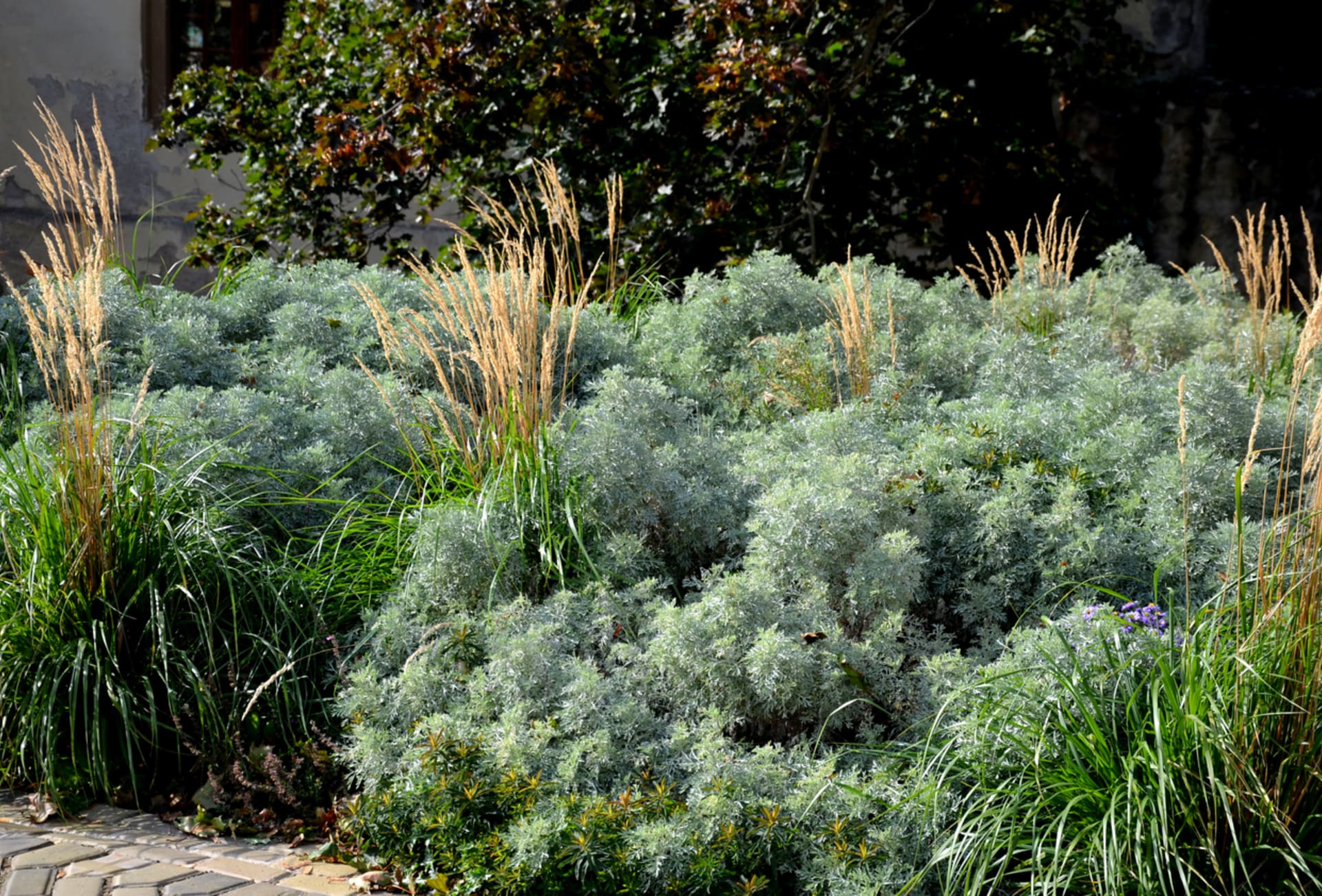 Piołun (Artemisia absinthium)