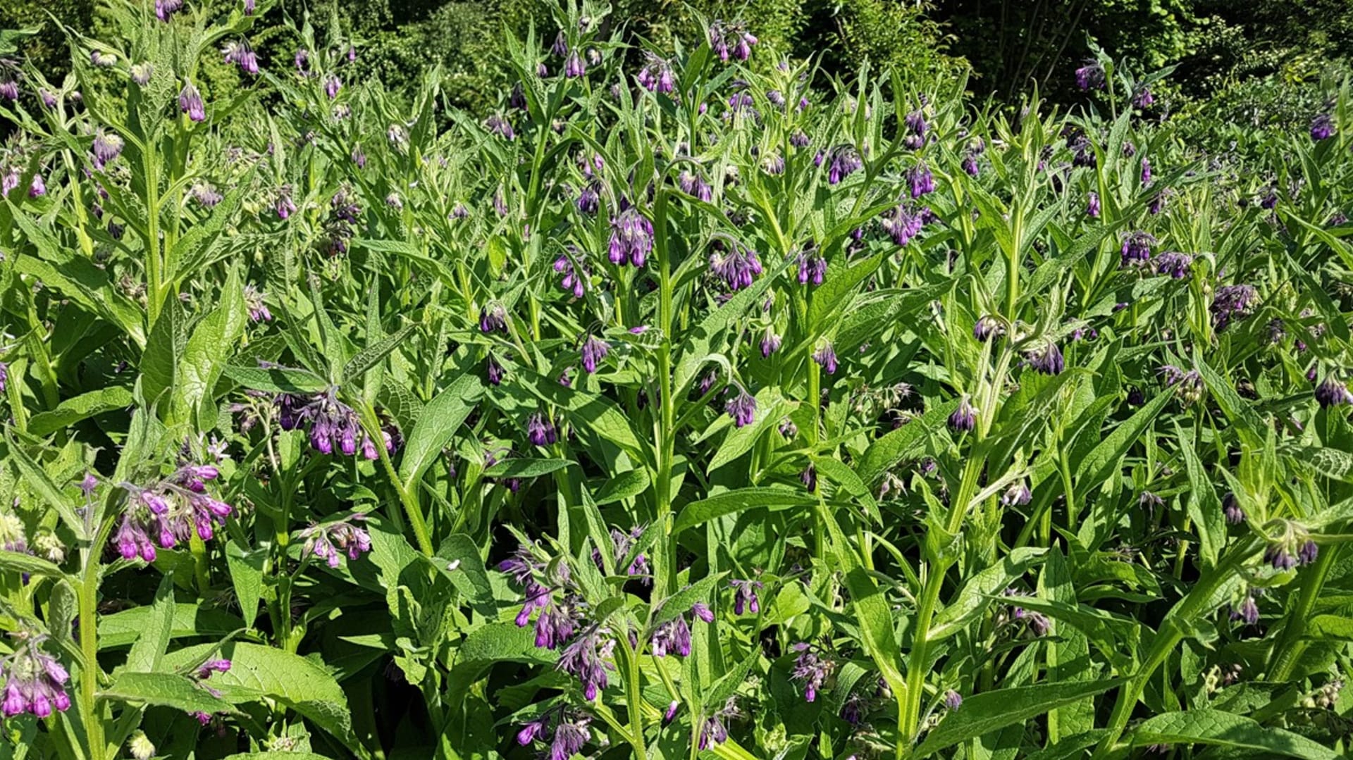 Żywokost (Symphytum officinale) to piękna, mocna bylina z liśćmi. Kwitnie od maja do września kwiatami fioletowymi, magentowymi, różowymi i białymi,