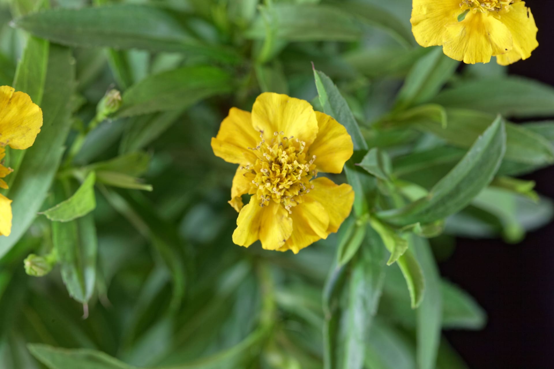 Afrykanin meksykański (Tagetes lucida)