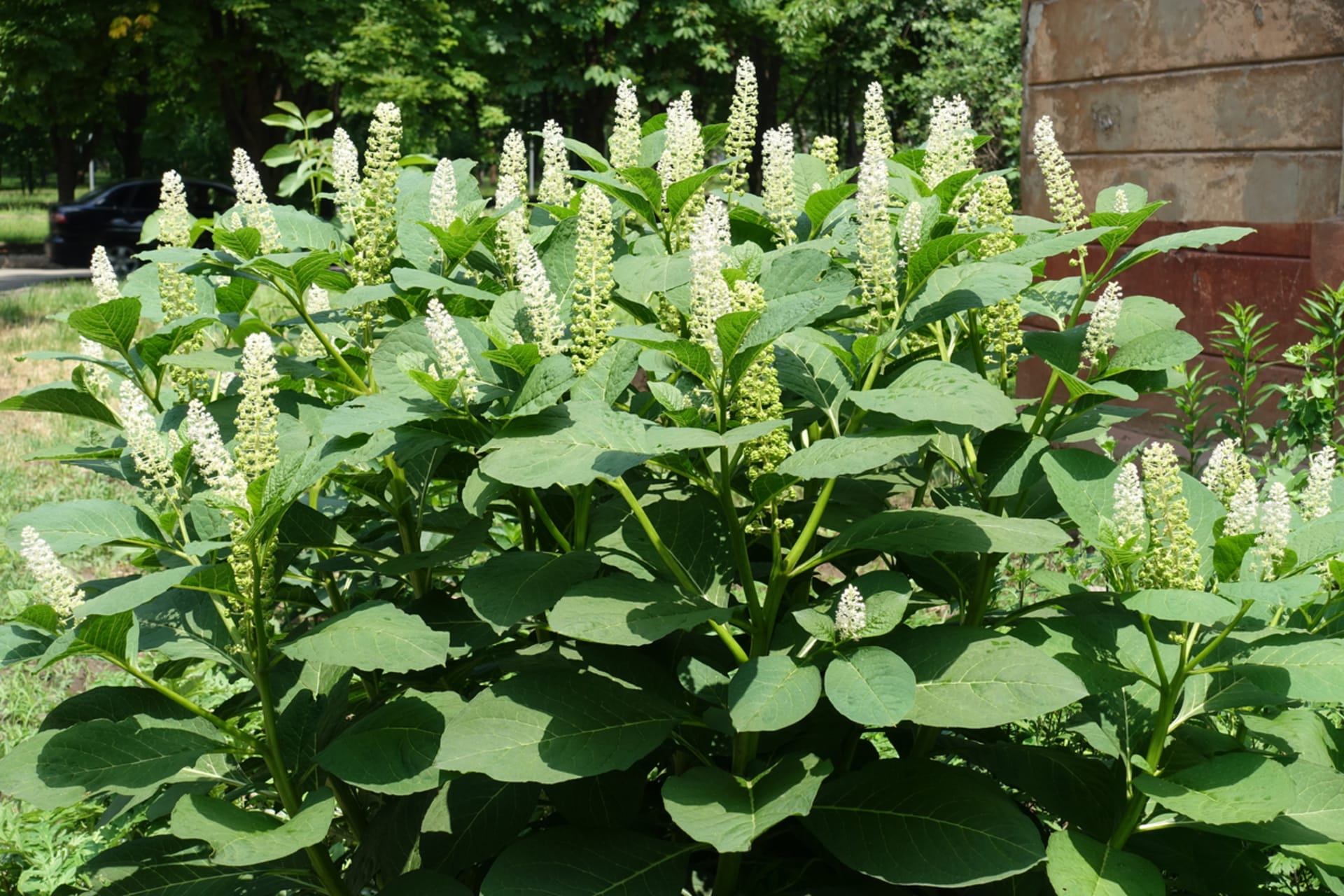 Jadalny makijaż (Phytolacca esculenta) 