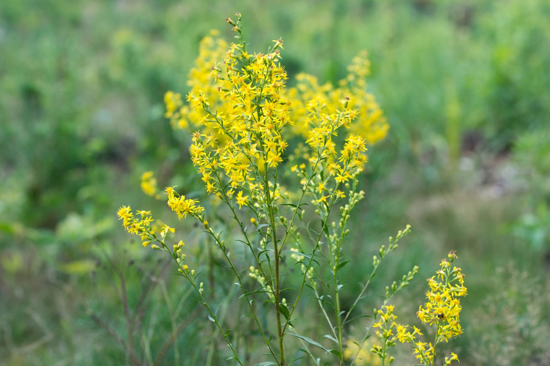 Nawłoć pospolita (Solidago virgaurea)