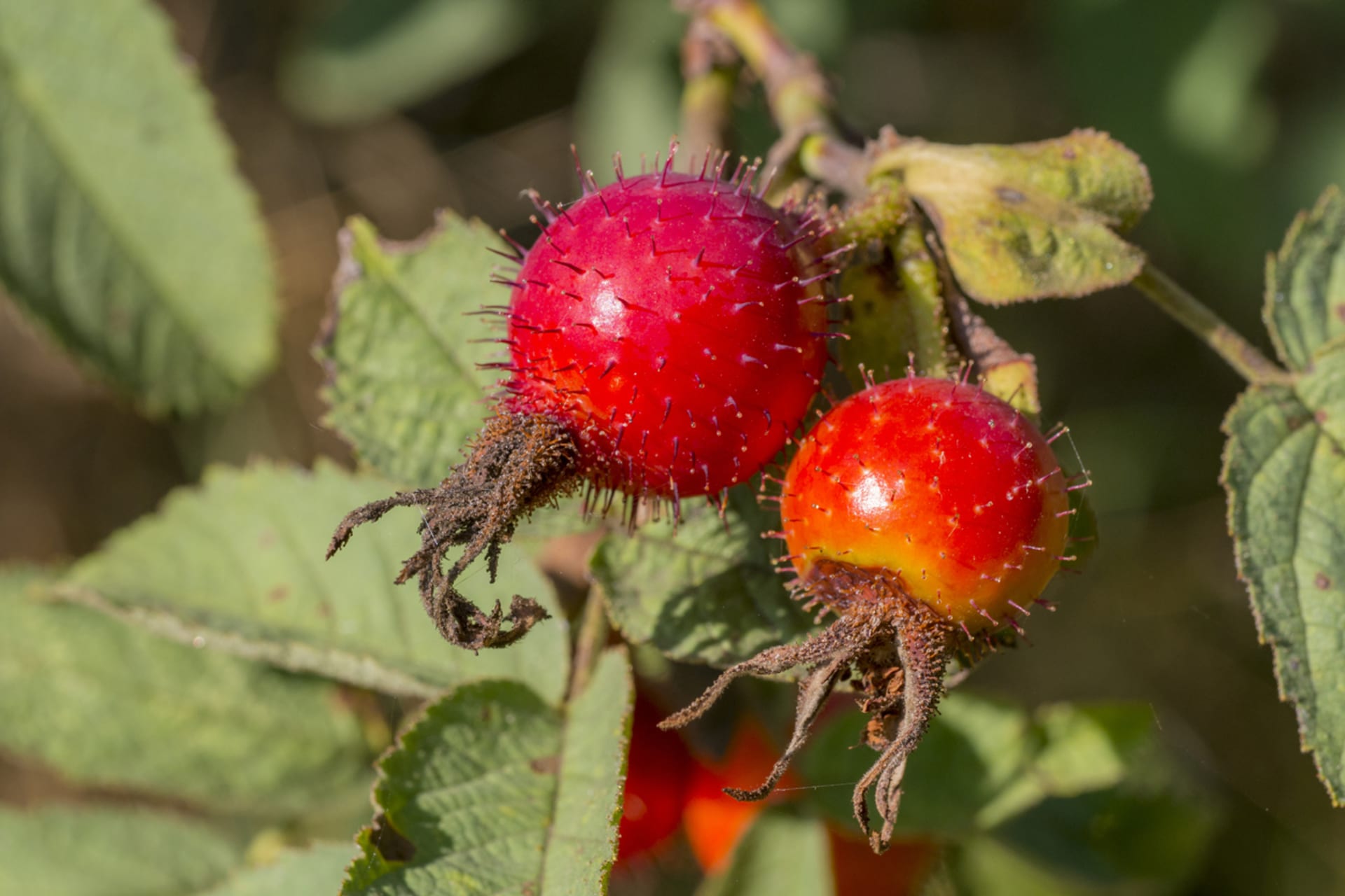 Róża (Rosa villosa, syn. Rosa pomifera)