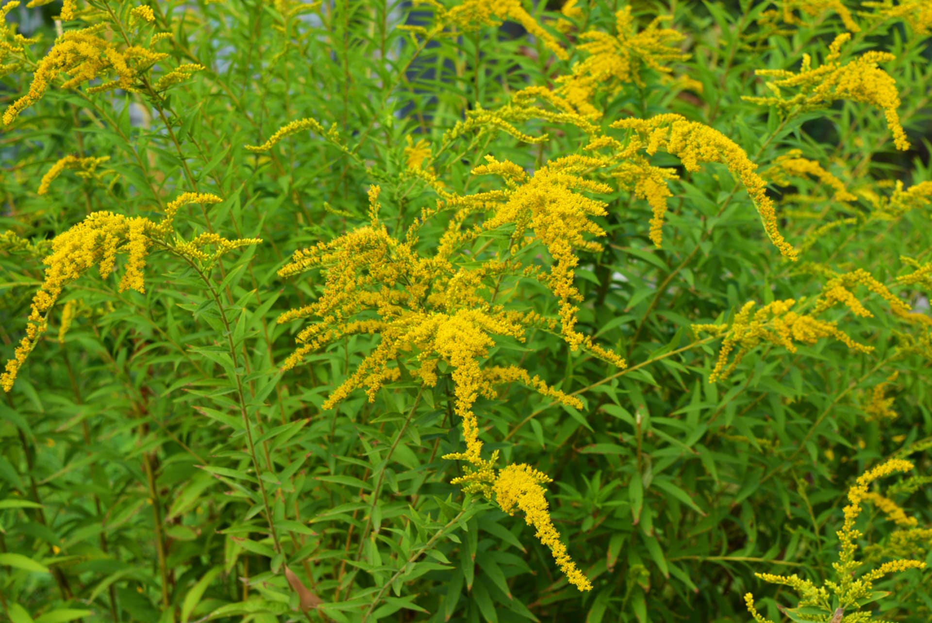 Nawłoć olbrzymia (Solidago gigantea)