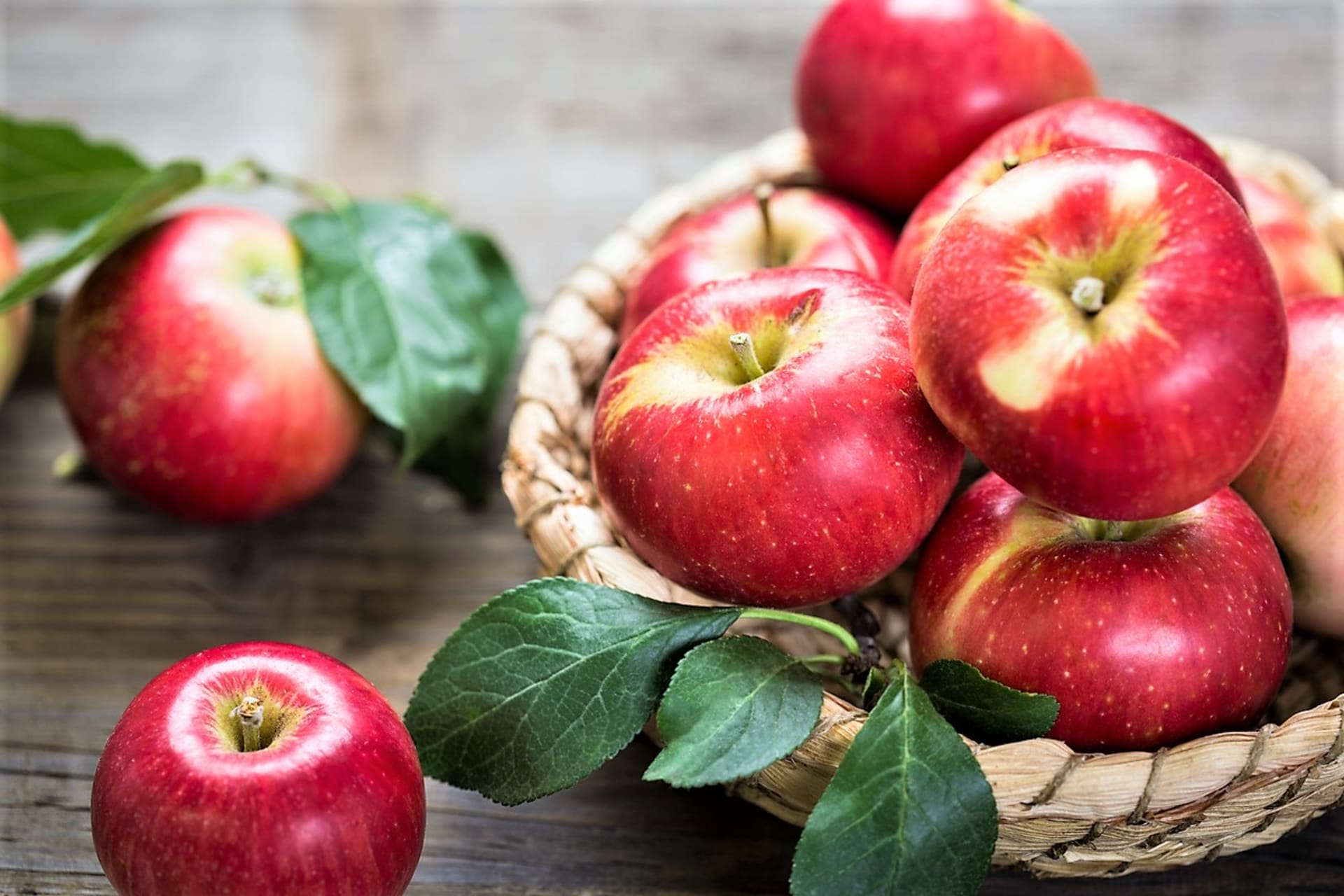 Jabłka zbieramy od późnego lata do listopada, ponieważ istnieje niezliczona ilość odmian jabłoni domowej (Malus domowy), a każda z nich ma swój własny czas zbiorów.