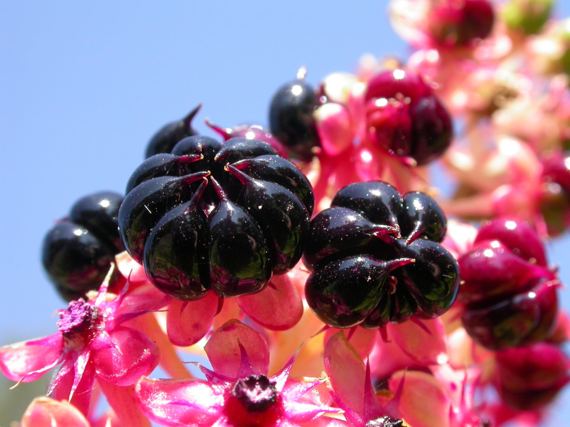 Jadalny makijaż (Phytolacca esculenta) 