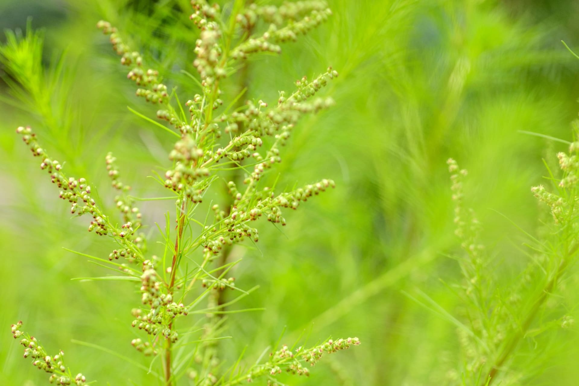 Ziele coli (Artemisia abrotanum var. Maritima)