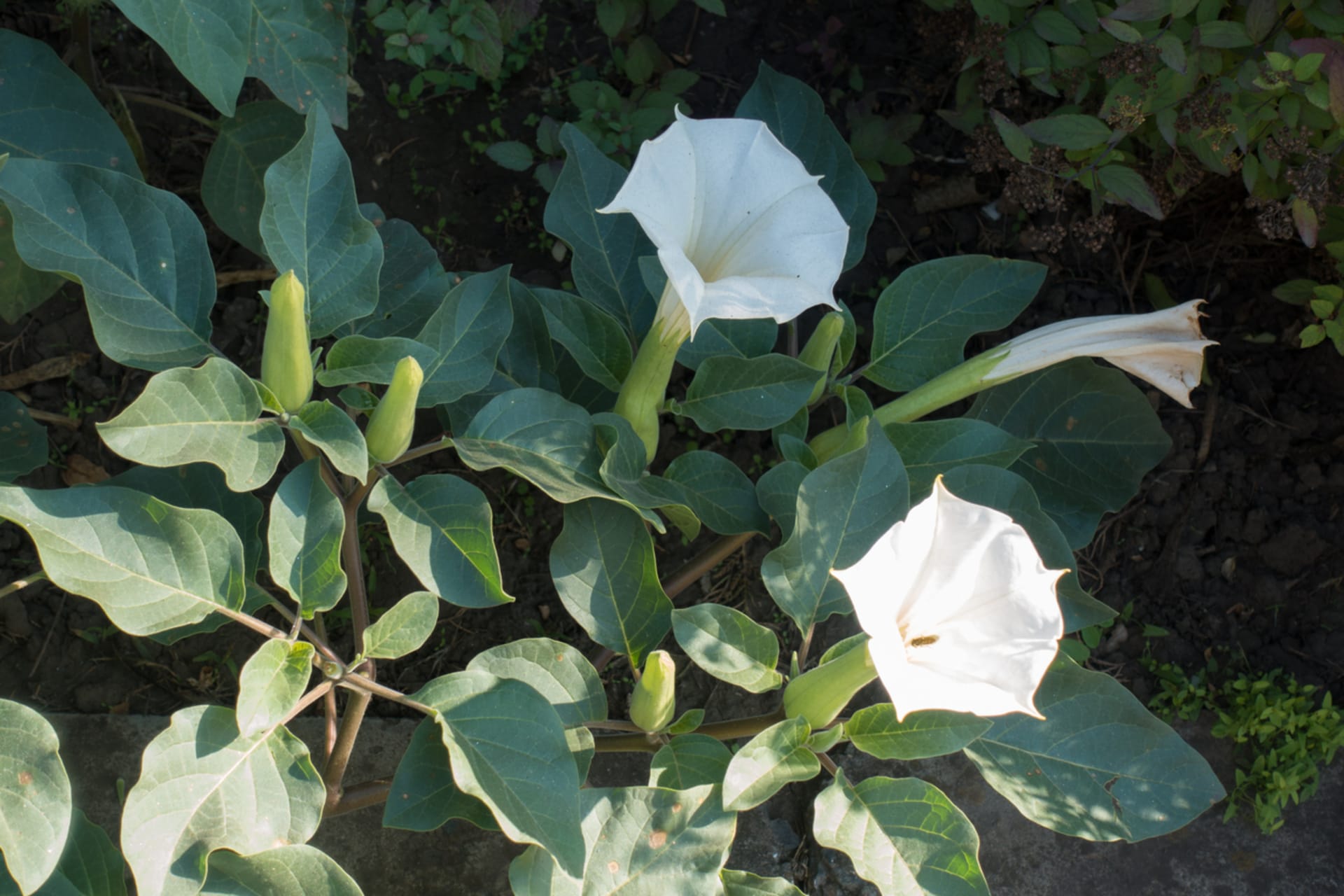 Datura innoxia (Datura innoxia)