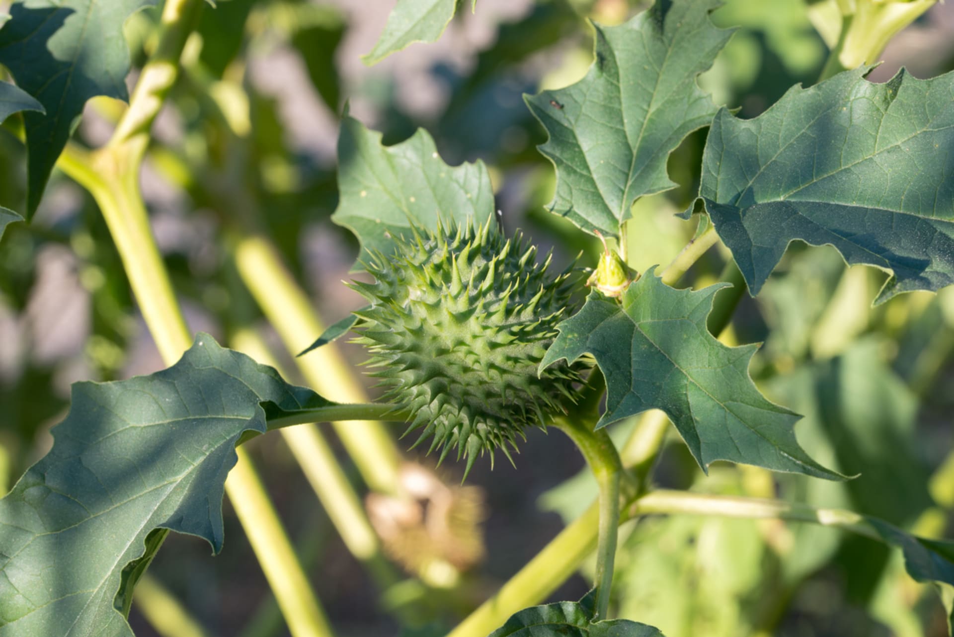 Datura stramonium (Datura stramonium) 