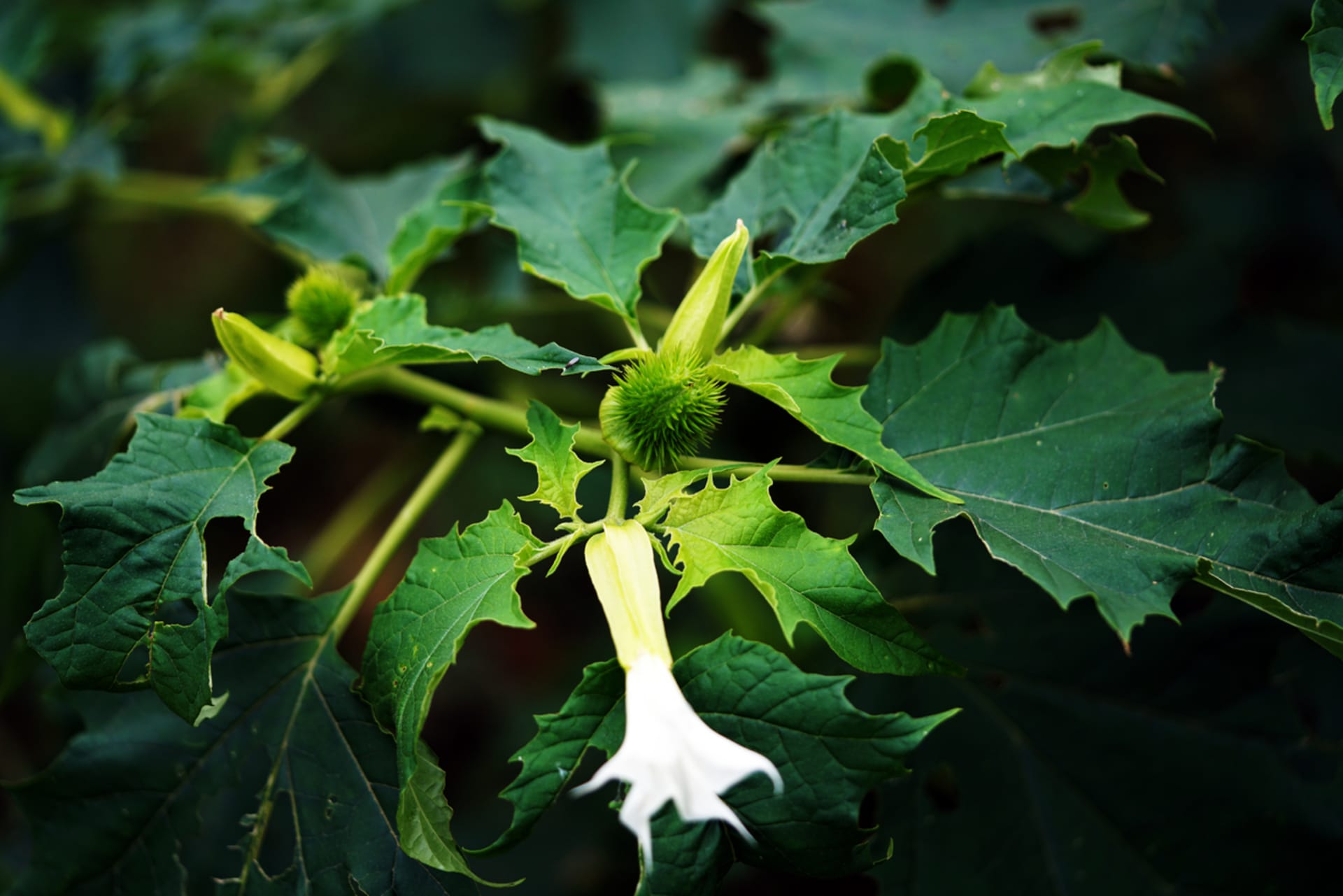 Datura stramonium (Datura stramonium)